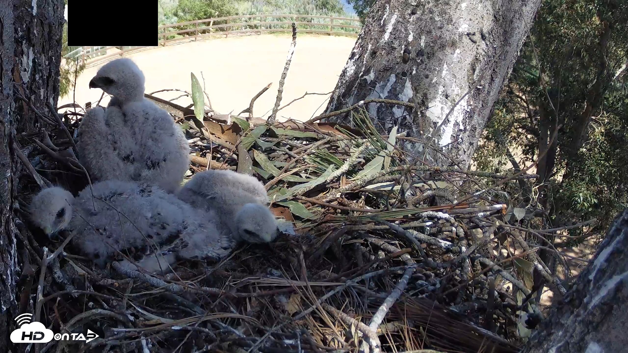 Snapshot of Red-Tailed Hawk Live Webcam taken Apr 11, 2026, 1:55pm PDT