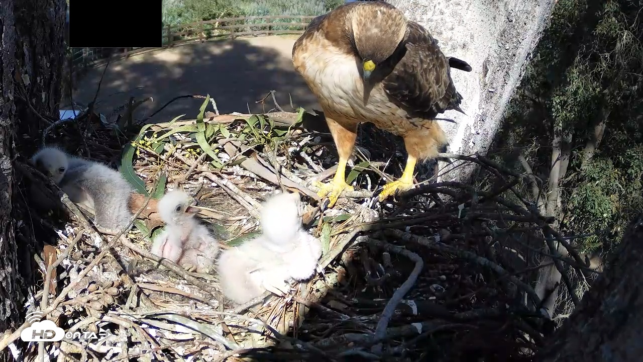 Snapshot of Red-Tailed Hawk Live Webcam taken Apr 1, 2026, 3:52pm PDT