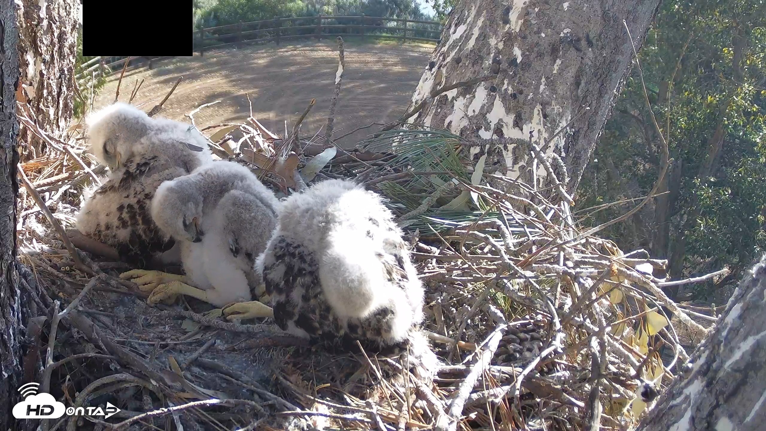 Snapshot of Red-Tailed Hawk Live Webcam taken Apr 15, 2026, 8:42am PDT