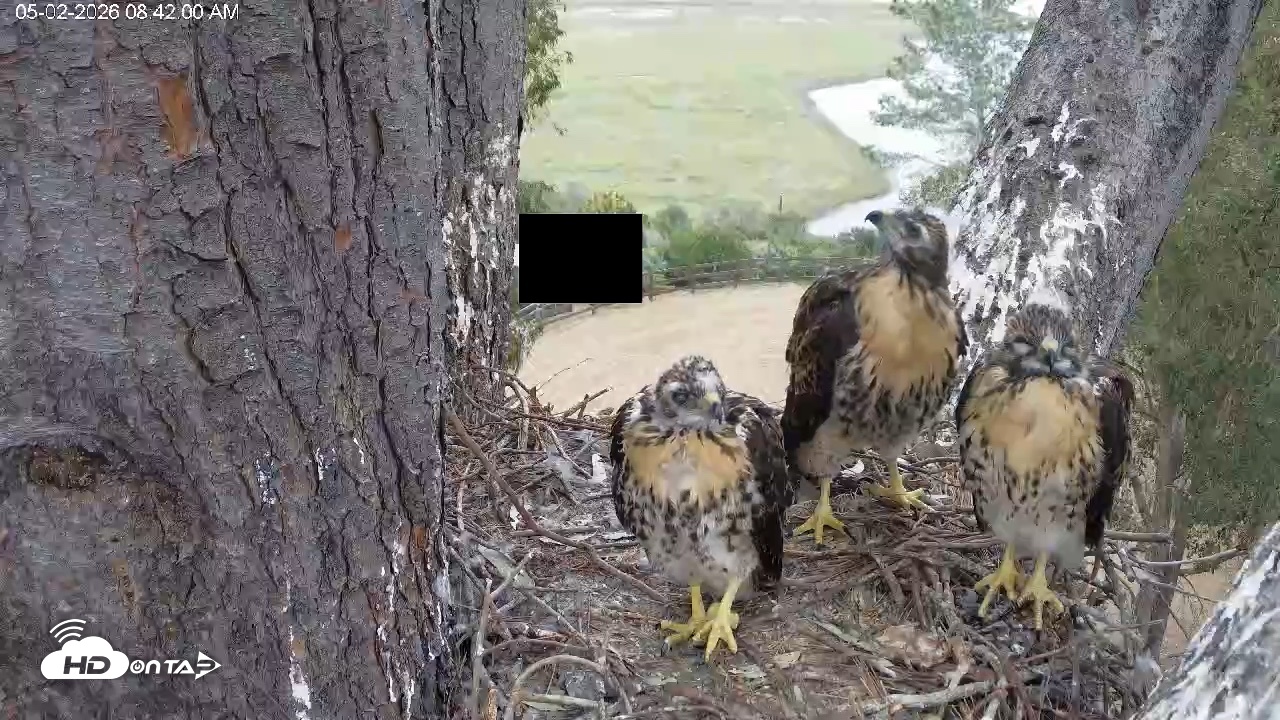 Snapshot of Red-Tailed Hawk Live Webcam taken May 2, 2026, 9:45am PDT