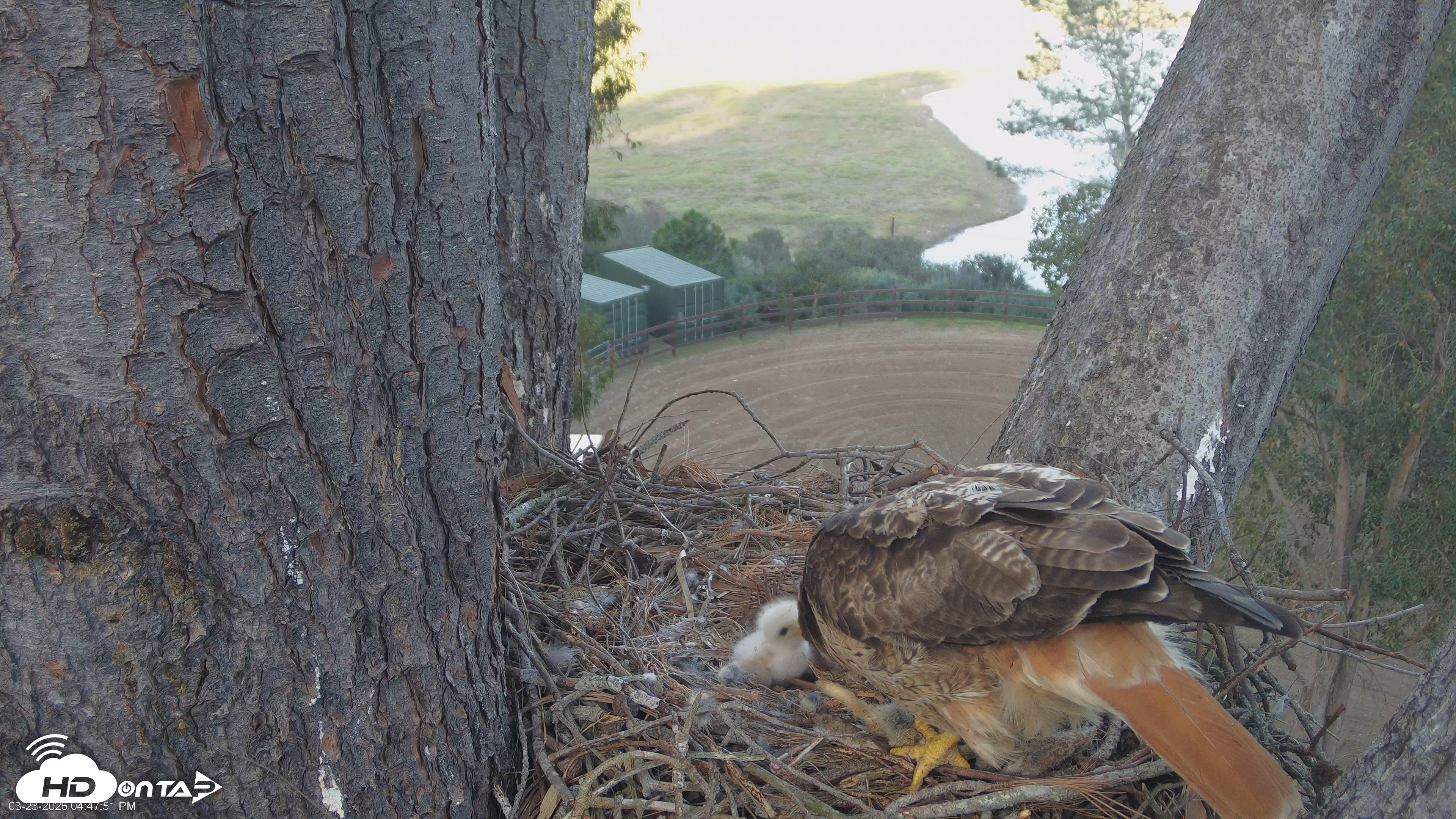 Snapshot of Red-Tailed Hawk Live Webcam taken Mar 23, 2026, 5:50pm PDT