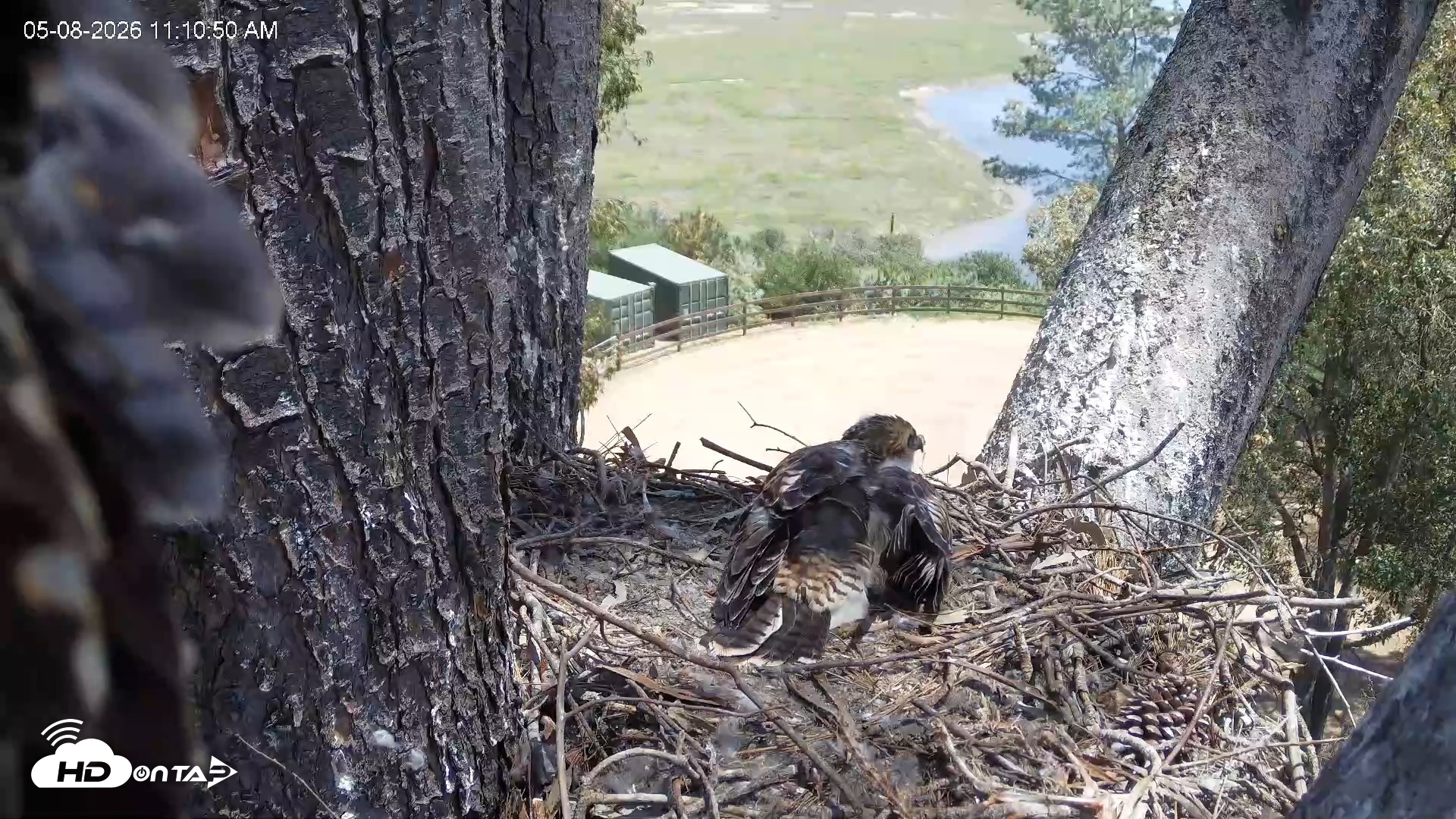 Snapshot of Red-Tailed Hawk Live Webcam taken May 8, 2026, 12:11pm PDT