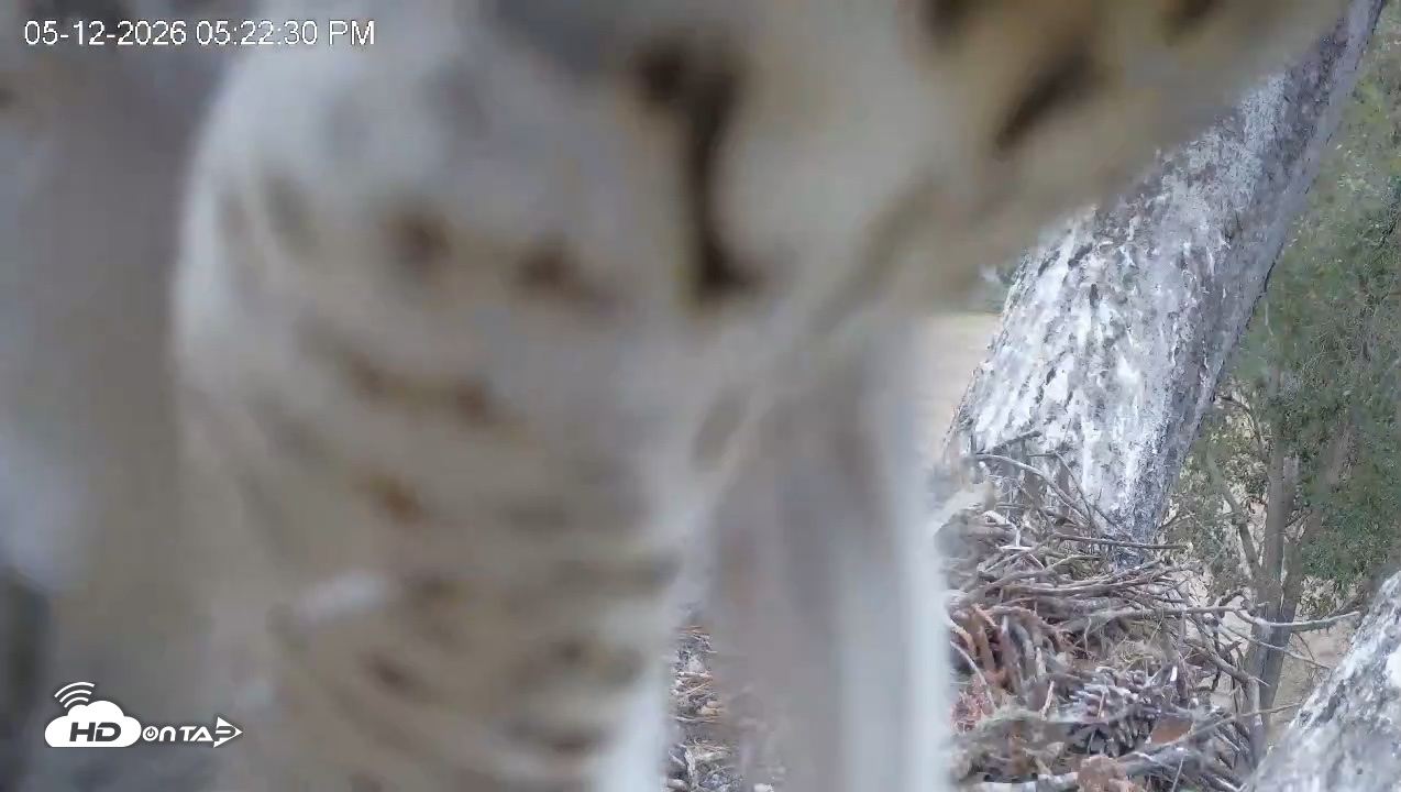 Snapshot of Red-Tailed Hawk Live Webcam taken May 12, 2026, 6:25pm PDT