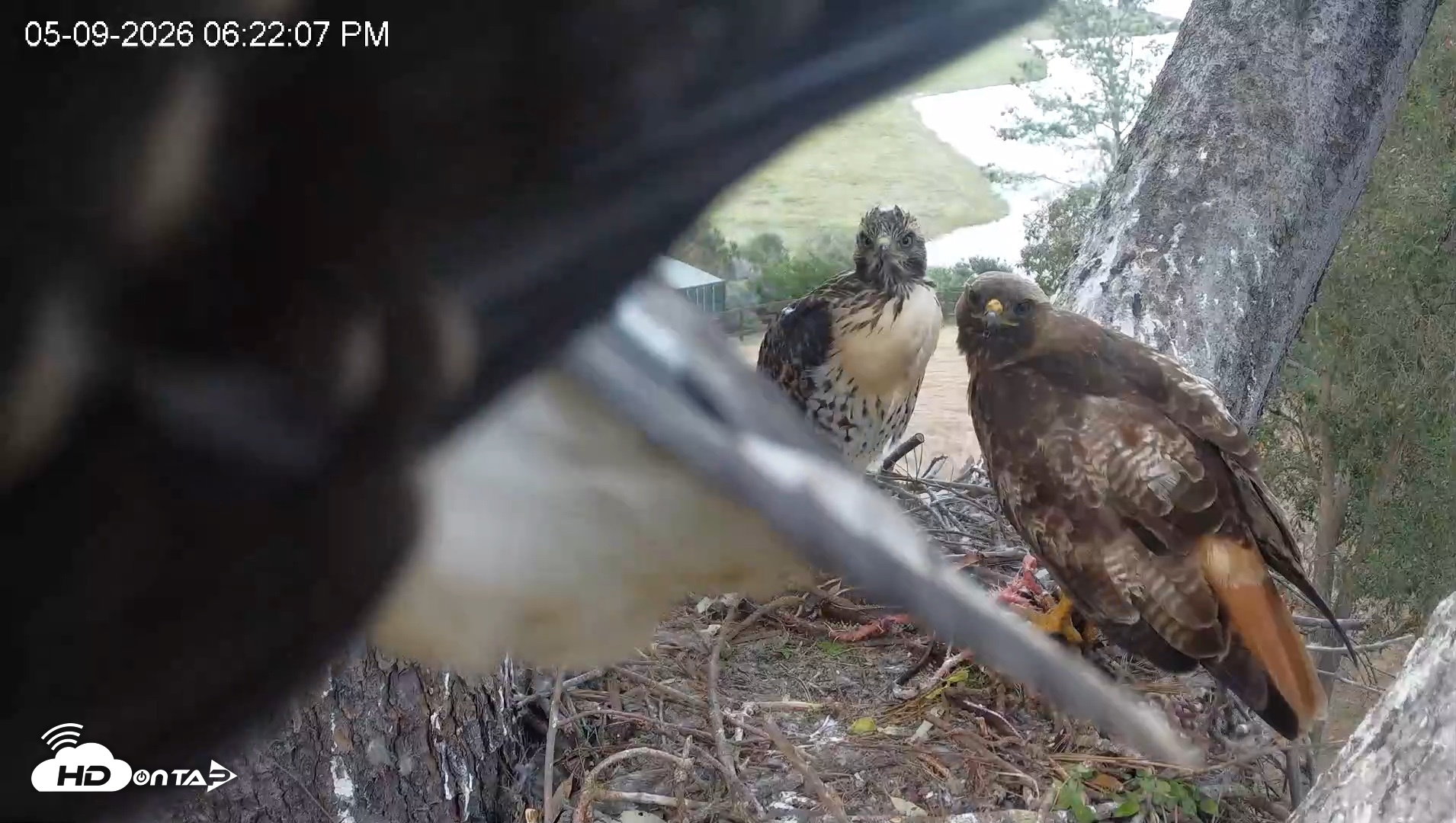 Snapshot of Red-Tailed Hawk Live Webcam taken May 9, 2026, 7:23pm PDT