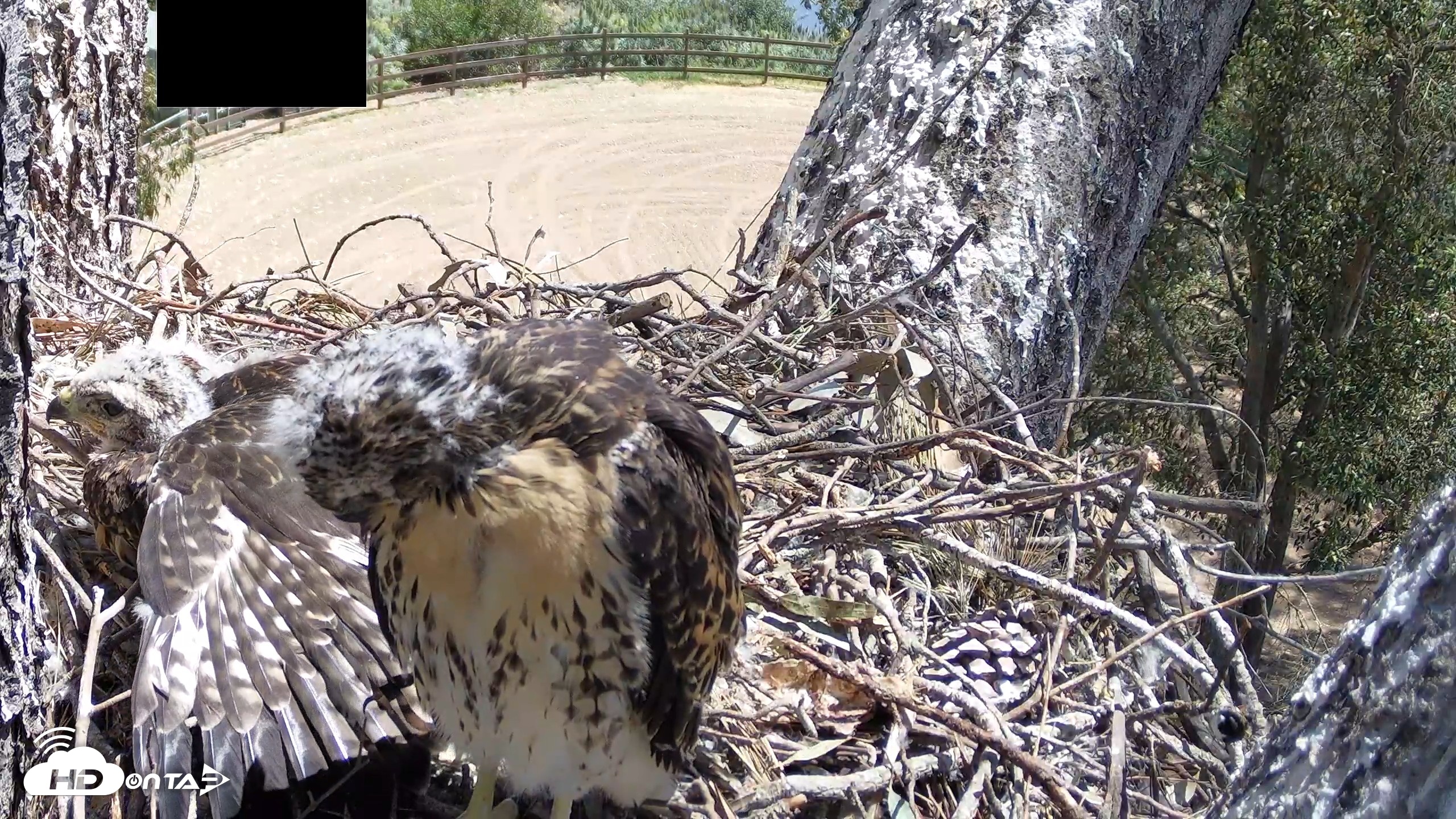 Snapshot of Red-Tailed Hawk Live Webcam taken Apr 28, 2026, 11:26am PDT