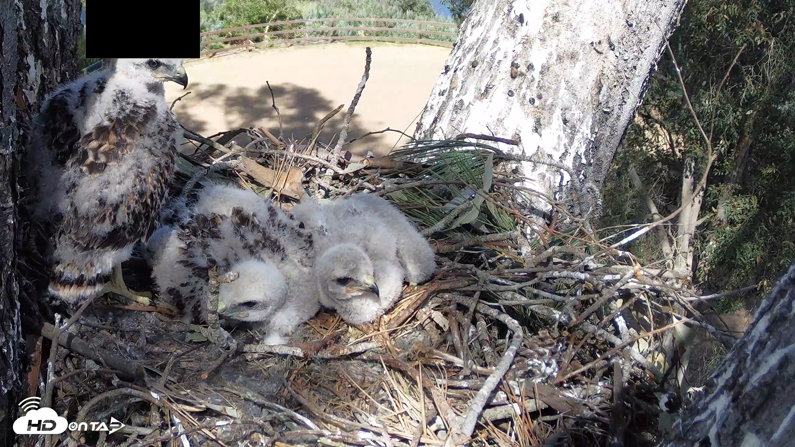 Snapshot of Red-Tailed Hawk Live Webcam taken Apr 15, 2026, 3:36pm PDT