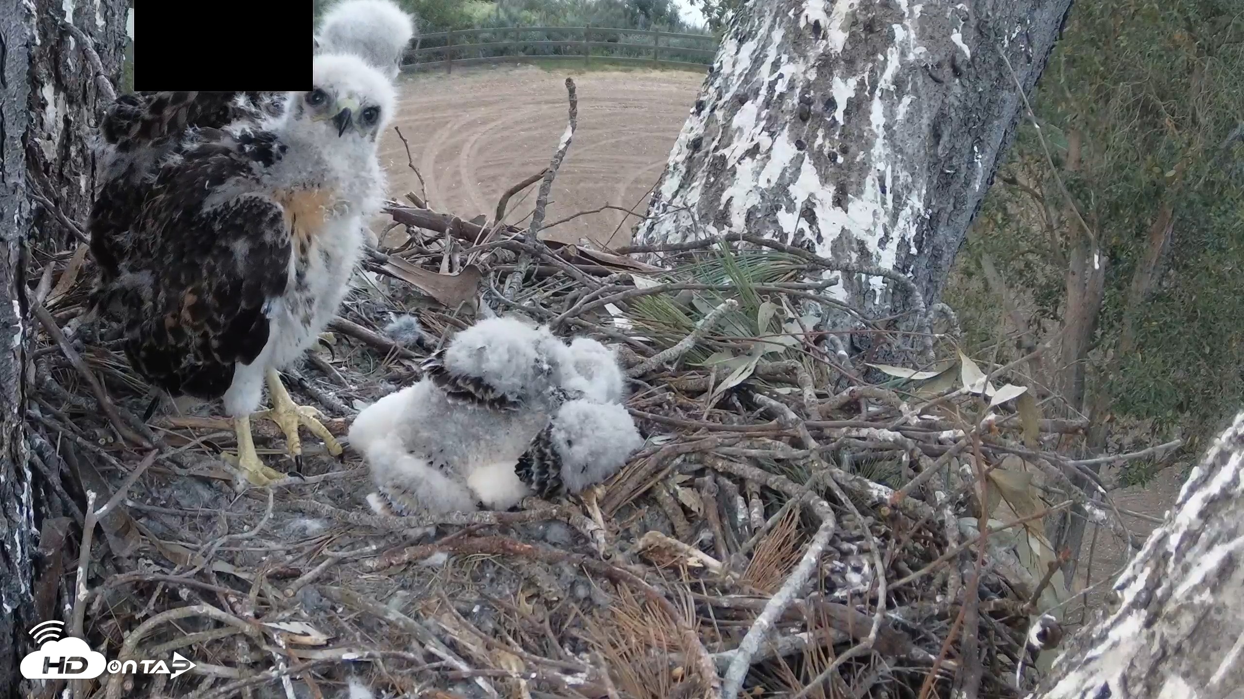 Snapshot of Red-Tailed Hawk Live Webcam taken Apr 18, 2026, 7:19pm PDT