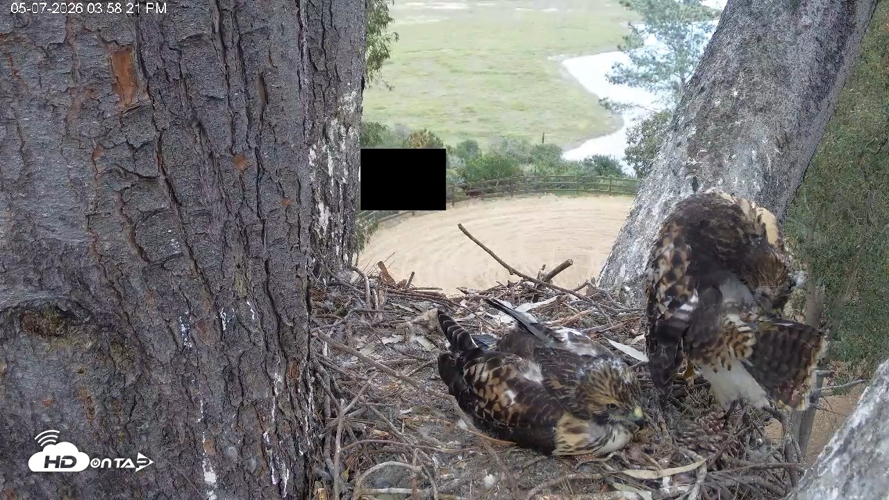 Snapshot of Red-Tailed Hawk Live Webcam taken May 7, 2026, 5:02pm PDT
