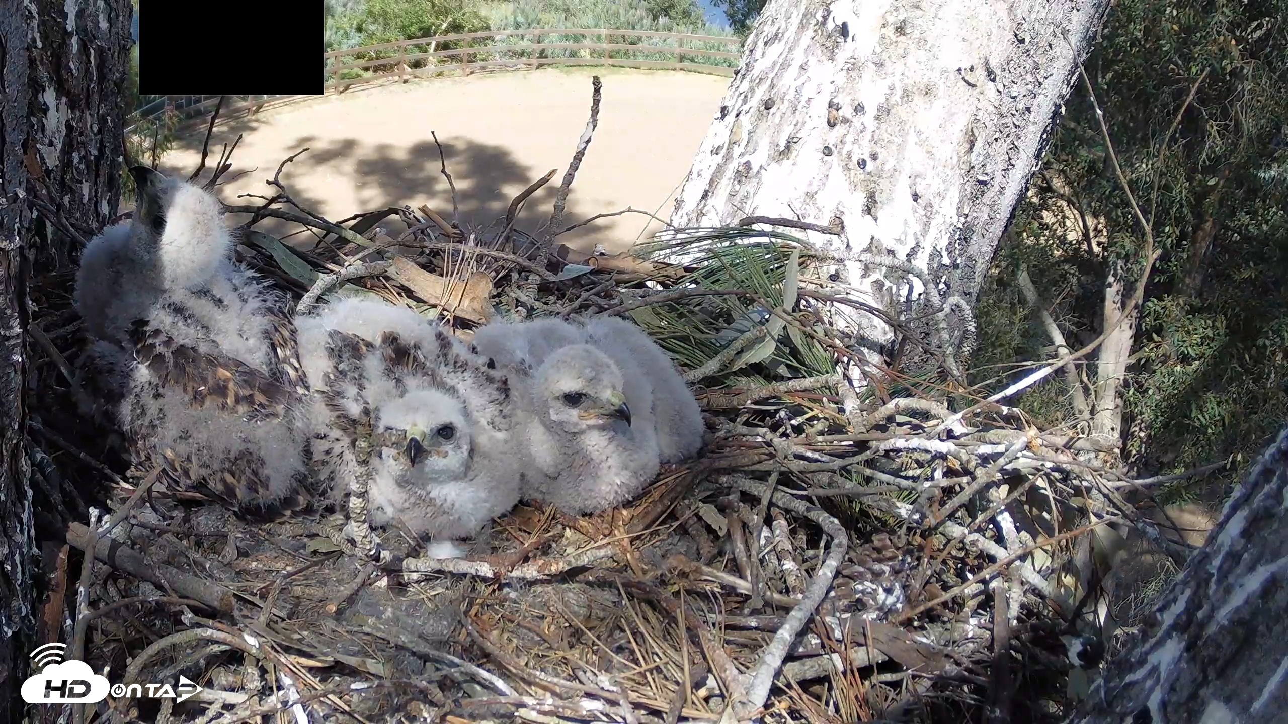 Snapshot of Red-Tailed Hawk Live Webcam taken Apr 15, 2026, 3:35pm PDT
