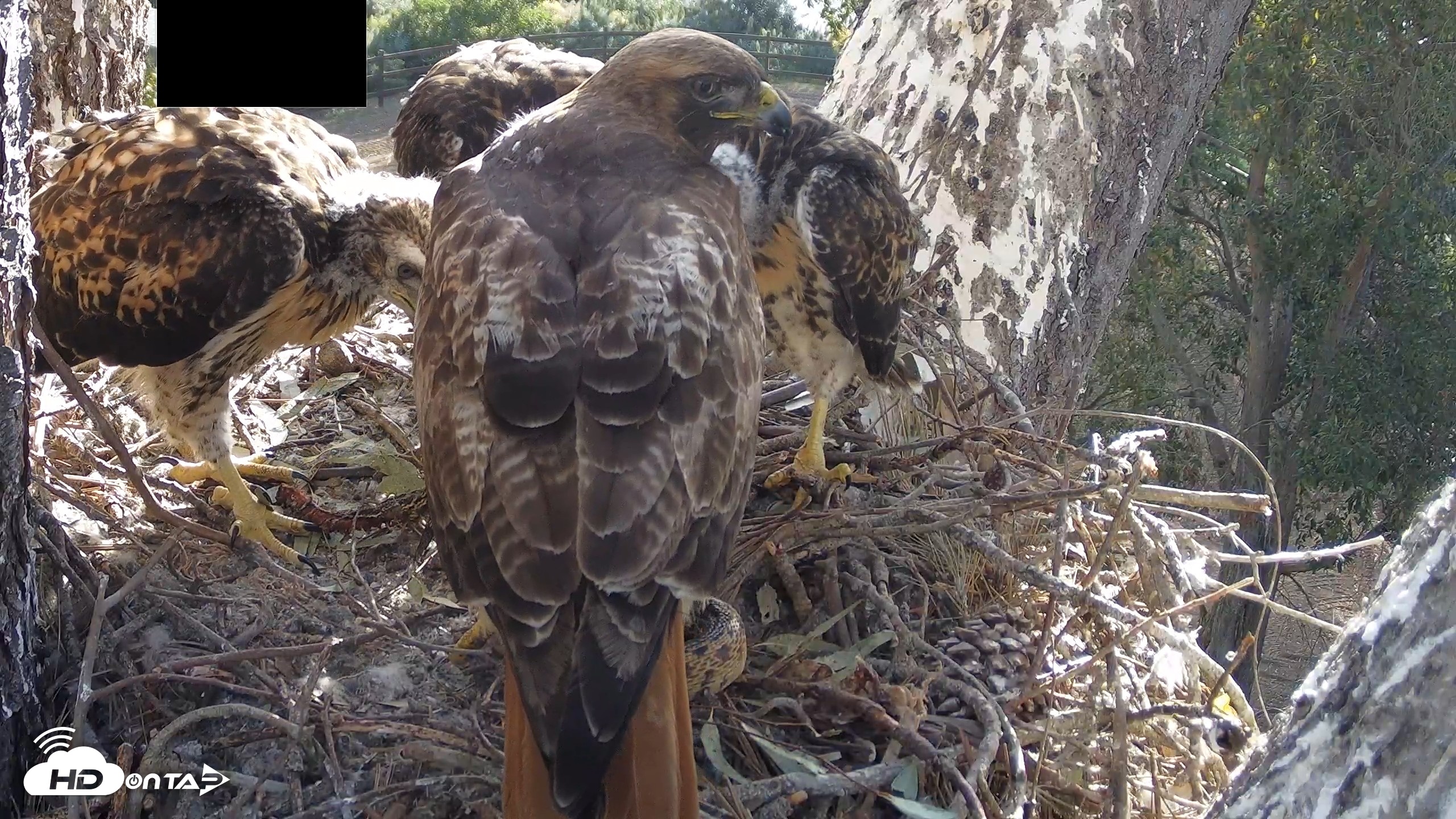 Snapshot of Red-Tailed Hawk Live Webcam taken Apr 28, 2026, 7:25am PDT