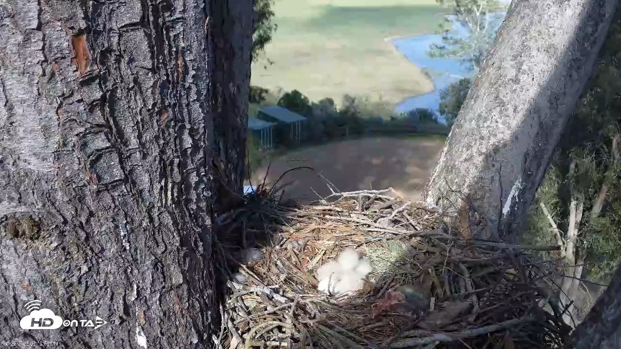 Snapshot of Red-Tailed Hawk Live Webcam taken Mar 22, 2026, 4:22pm PDT