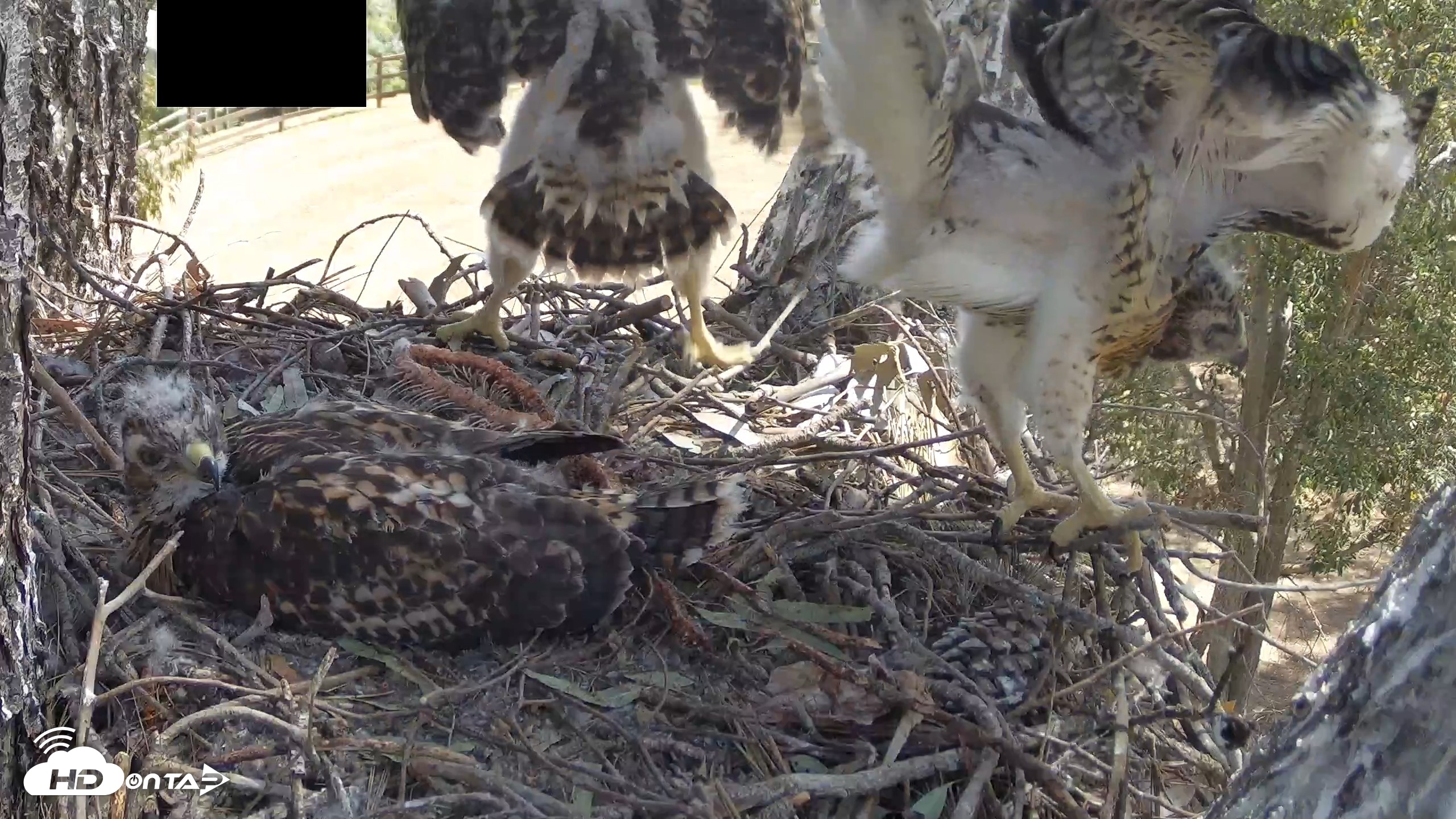 Snapshot of Red-Tailed Hawk Live Webcam taken Apr 28, 2026, 10:36am PDT