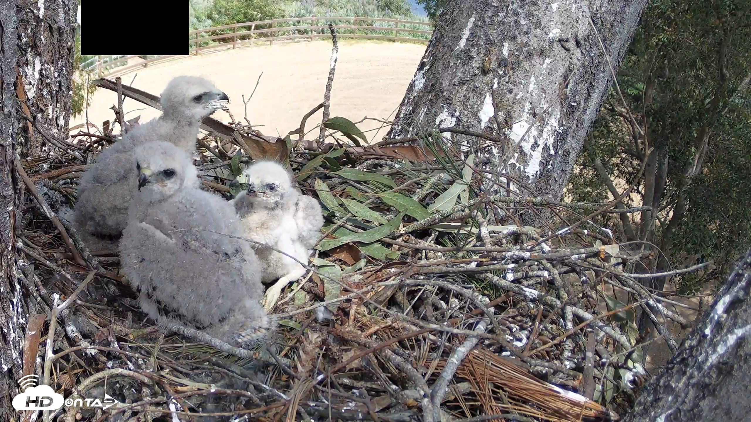 Snapshot of Red-Tailed Hawk Live Webcam taken Apr 10, 2026, 1:42pm PDT