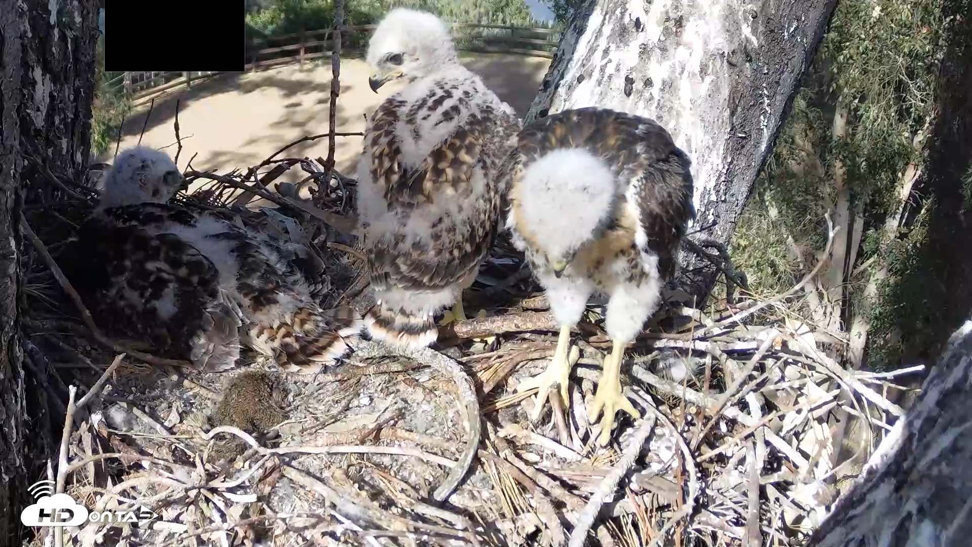 Snapshot of Red-Tailed Hawk Live Webcam taken Apr 21, 2026, 4:47pm PDT