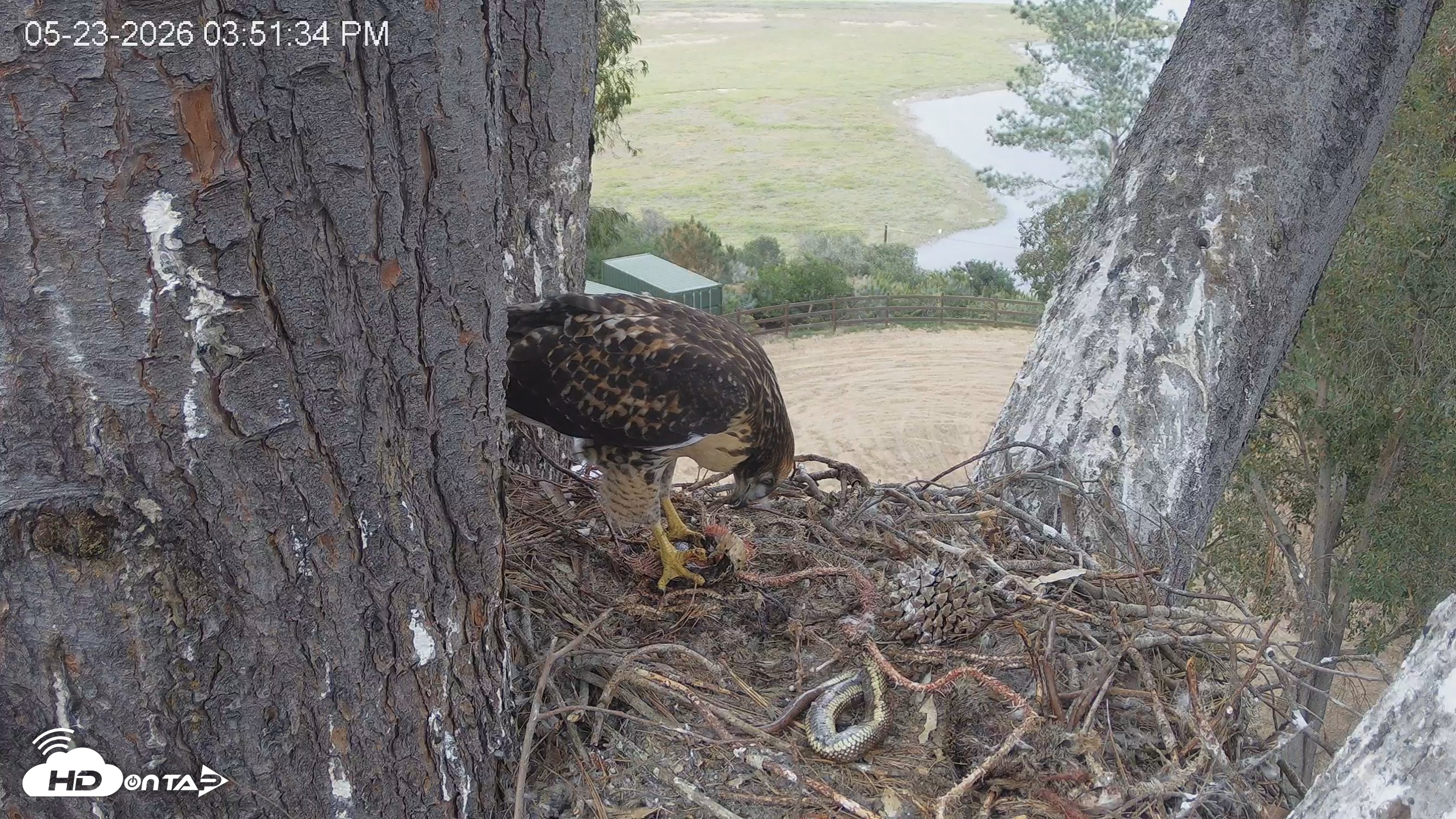 Snapshot of Red-Tailed Hawk Live Webcam taken May 23, 2026, 4:52pm PDT