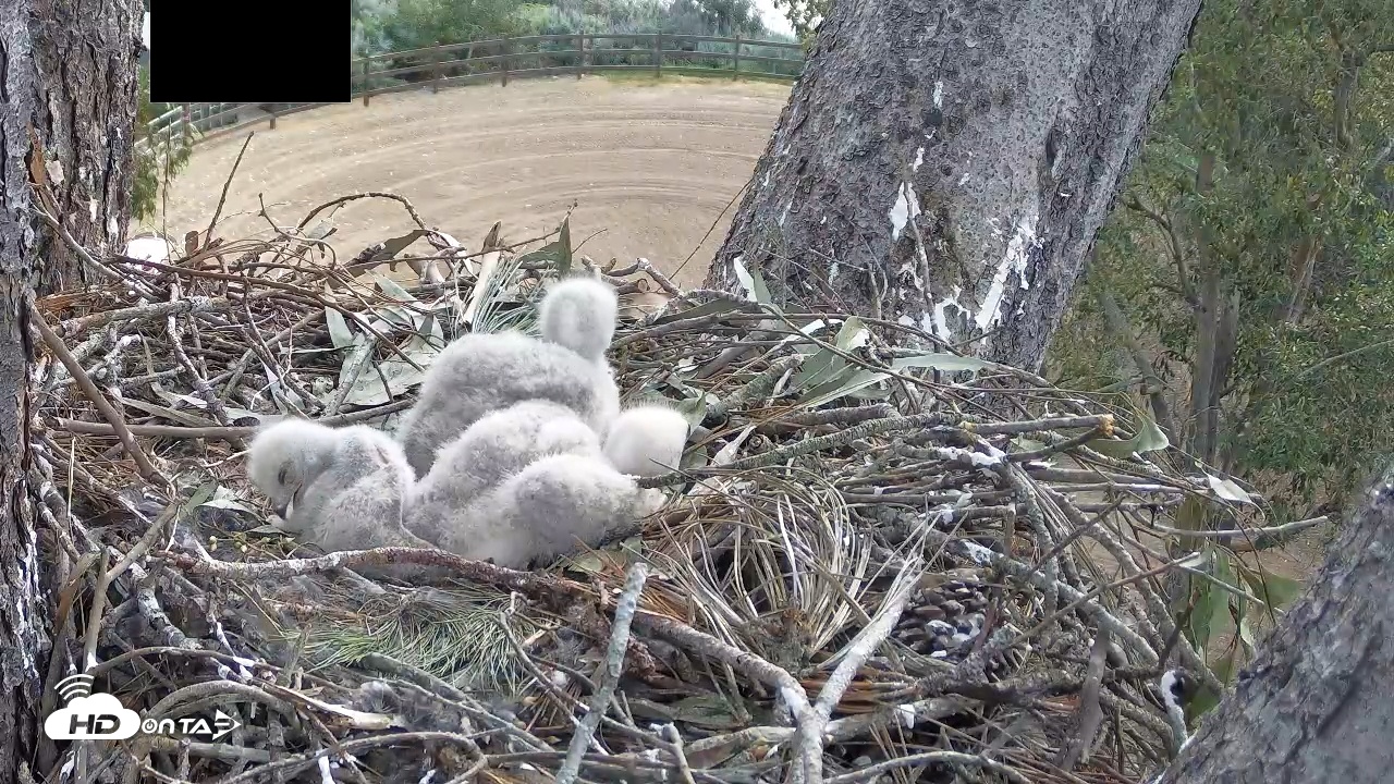 Snapshot of Red-Tailed Hawk Live Webcam taken Apr 5, 2026, 9:06am PDT