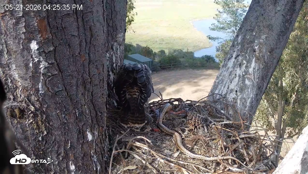 Snapshot of Red-Tailed Hawk Live Webcam taken May 21, 2026, 5:29pm PDT