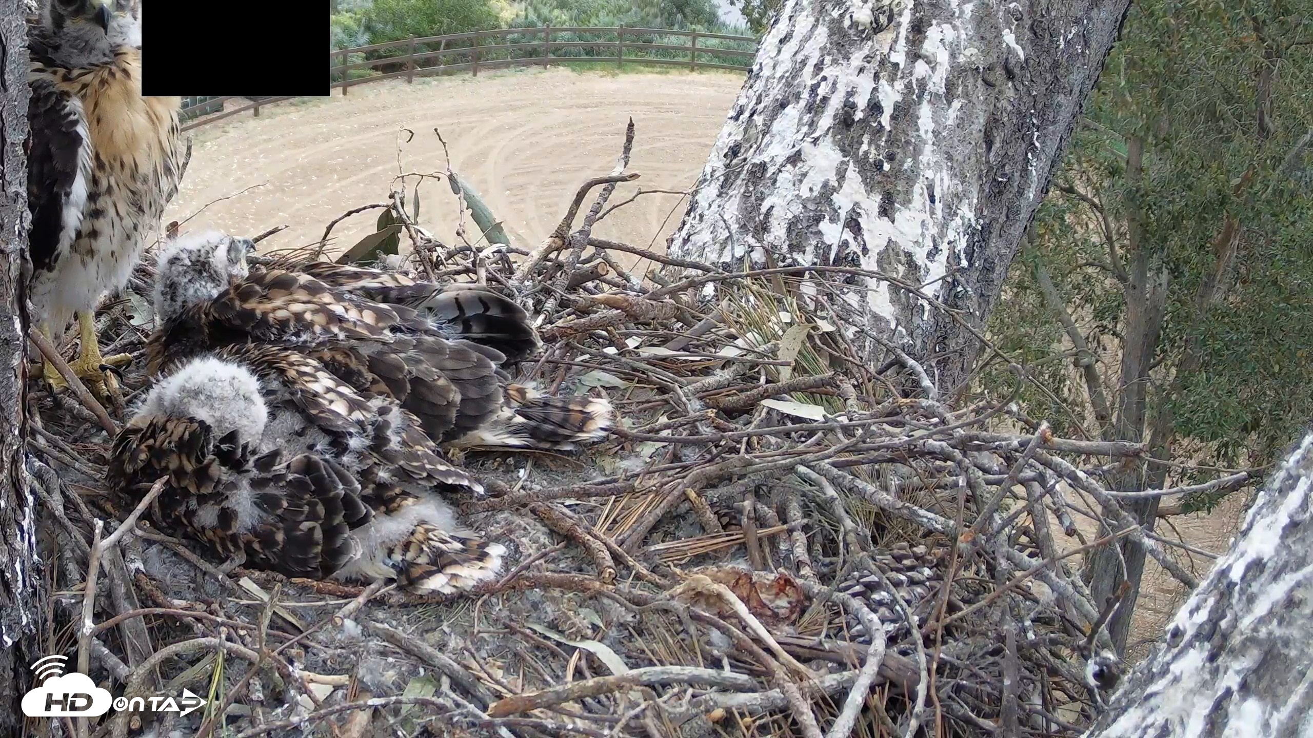 Snapshot of Red-Tailed Hawk Live Webcam taken Apr 25, 2026, 7:54am PDT