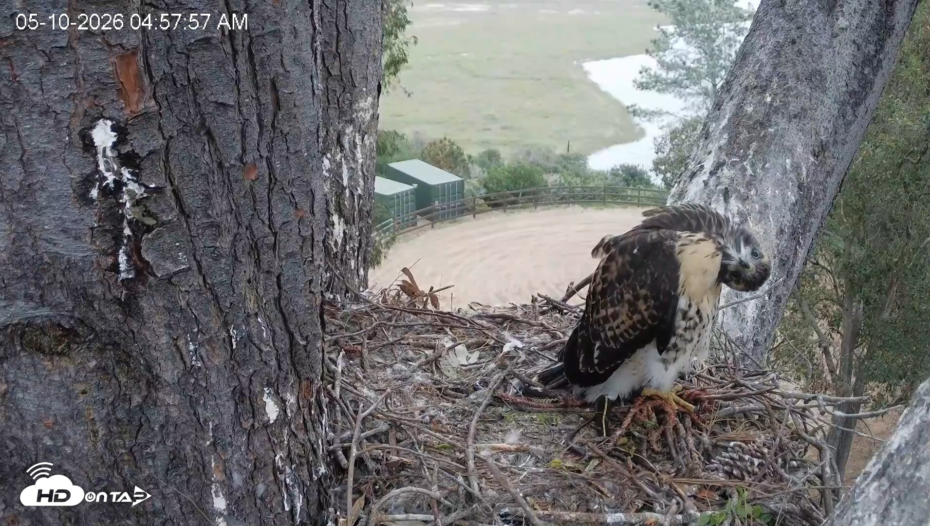Snapshot of Red-Tailed Hawk Live Webcam taken May 10, 2026, 6:01am PDT