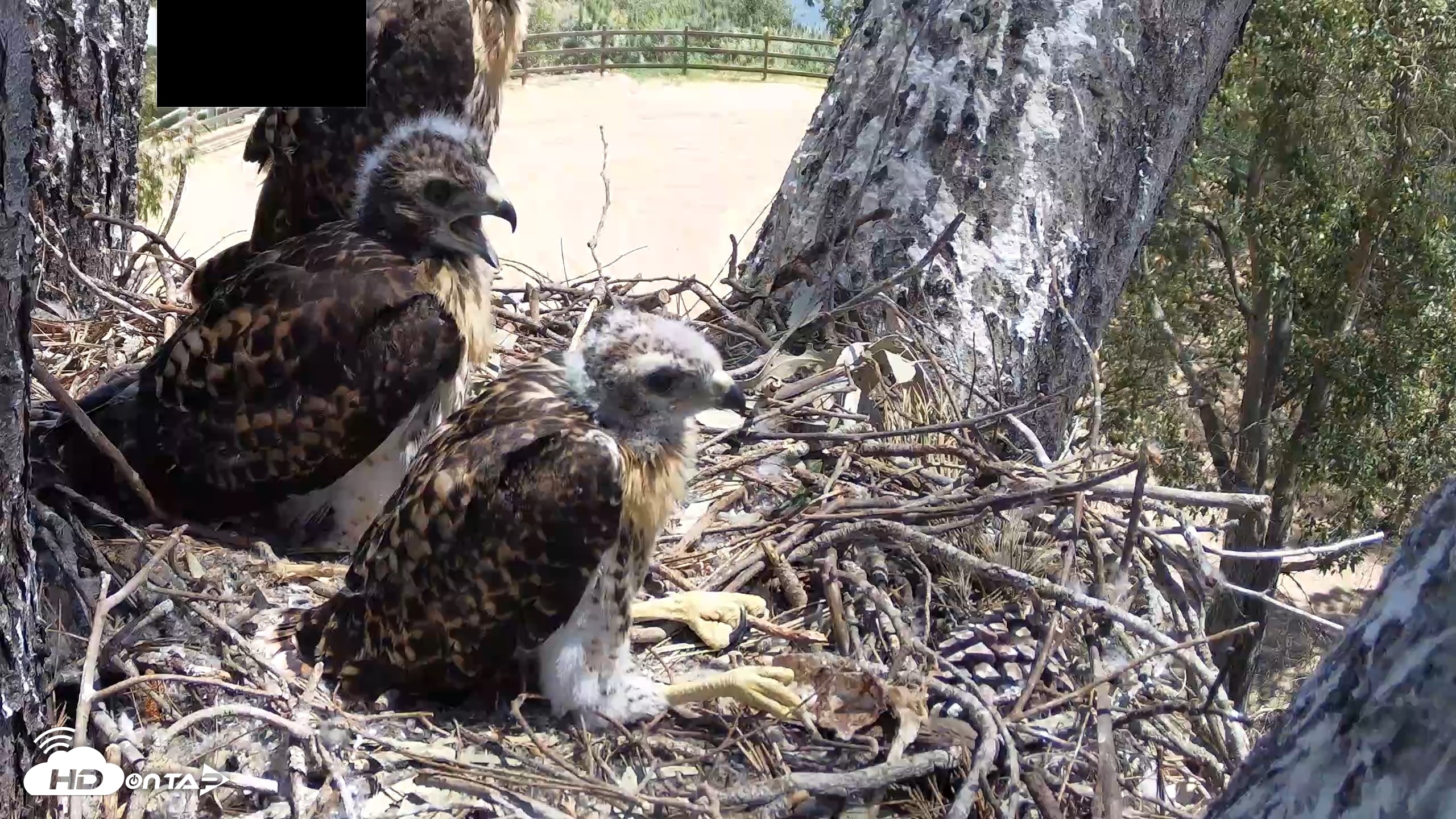 Snapshot of Red-Tailed Hawk Live Webcam taken Apr 29, 2026, 11:55am PDT