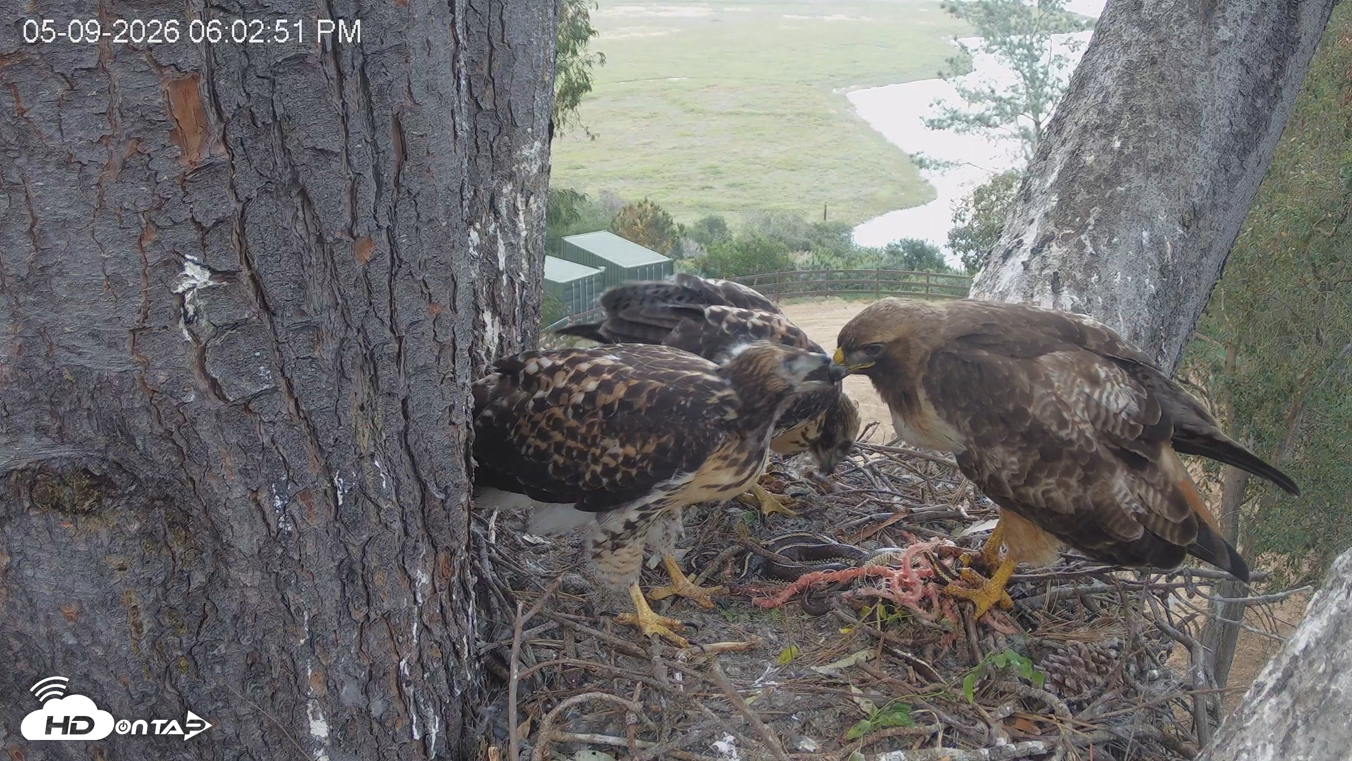 Snapshot of Red-Tailed Hawk Live Webcam taken May 9, 2026, 7:06pm PDT
