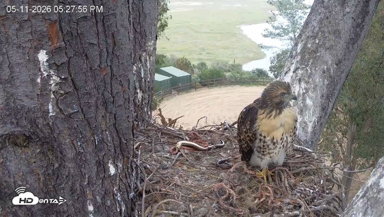 Snapshot of Red-Tailed Hawk Live Webcam taken May 11, 2026, 6:28pm PDT