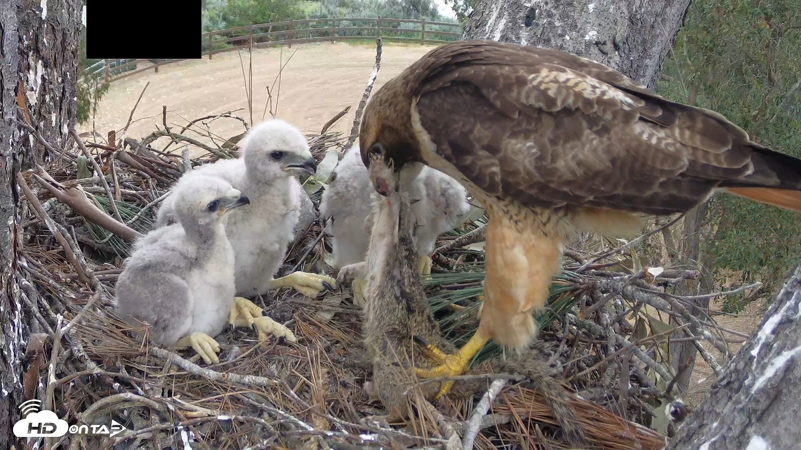 Snapshot of Red-Tailed Hawk Live Webcam taken Apr 12, 2026, 3:12pm PDT