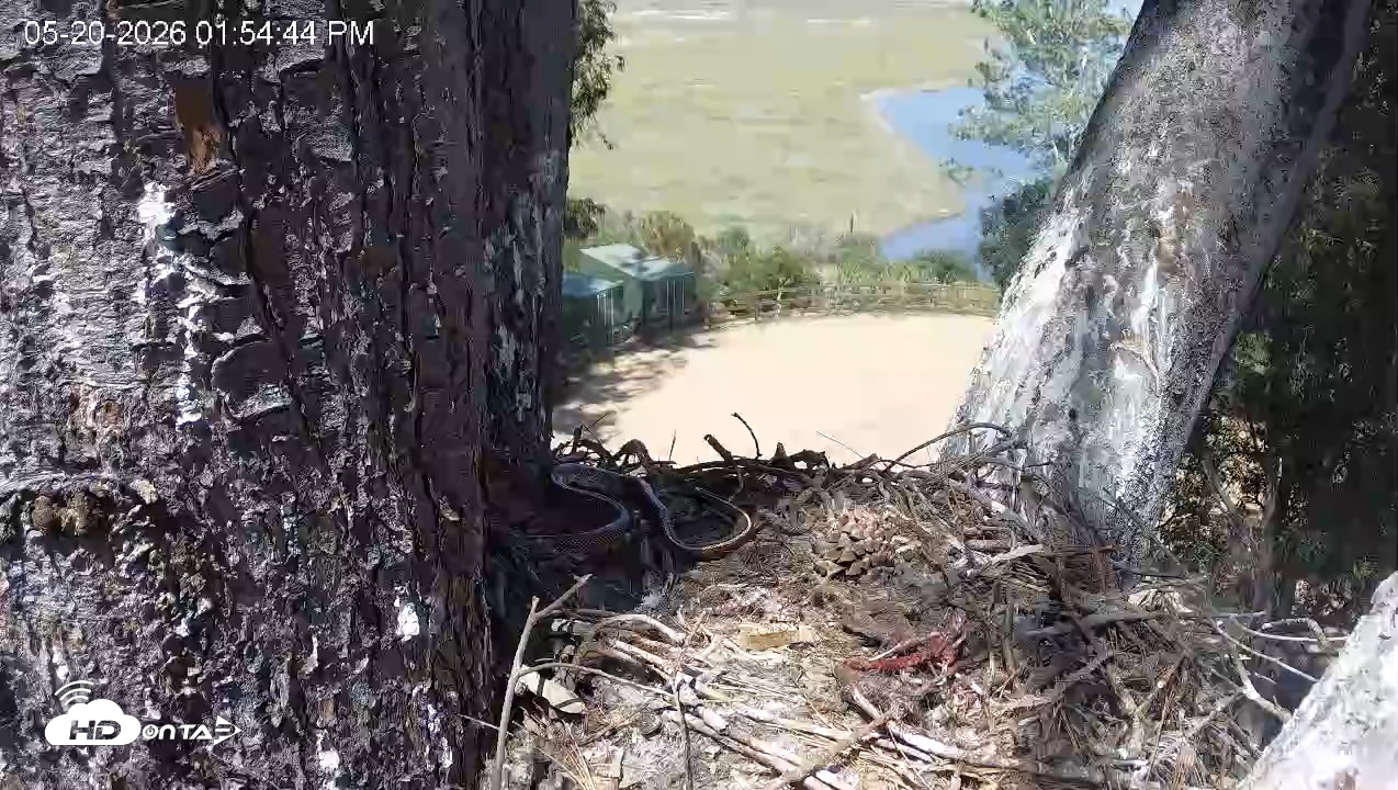 Snapshot of Red-Tailed Hawk Live Webcam taken May 20, 2026, 2:55pm PDT
