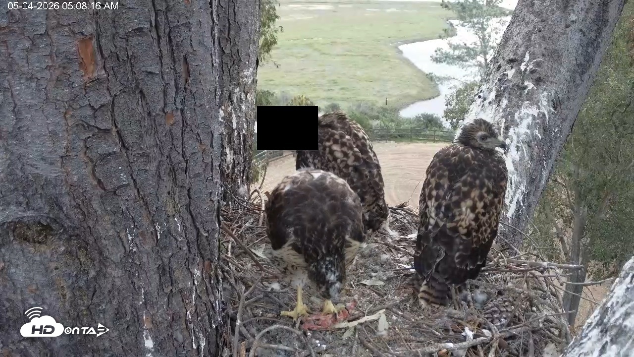 Snapshot of Red-Tailed Hawk Live Webcam taken May 4, 2026, 6:11am PDT