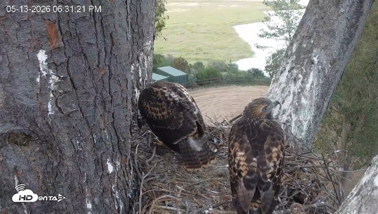 Snapshot of Red-Tailed Hawk Live Webcam taken May 13, 2026, 7:35pm PDT