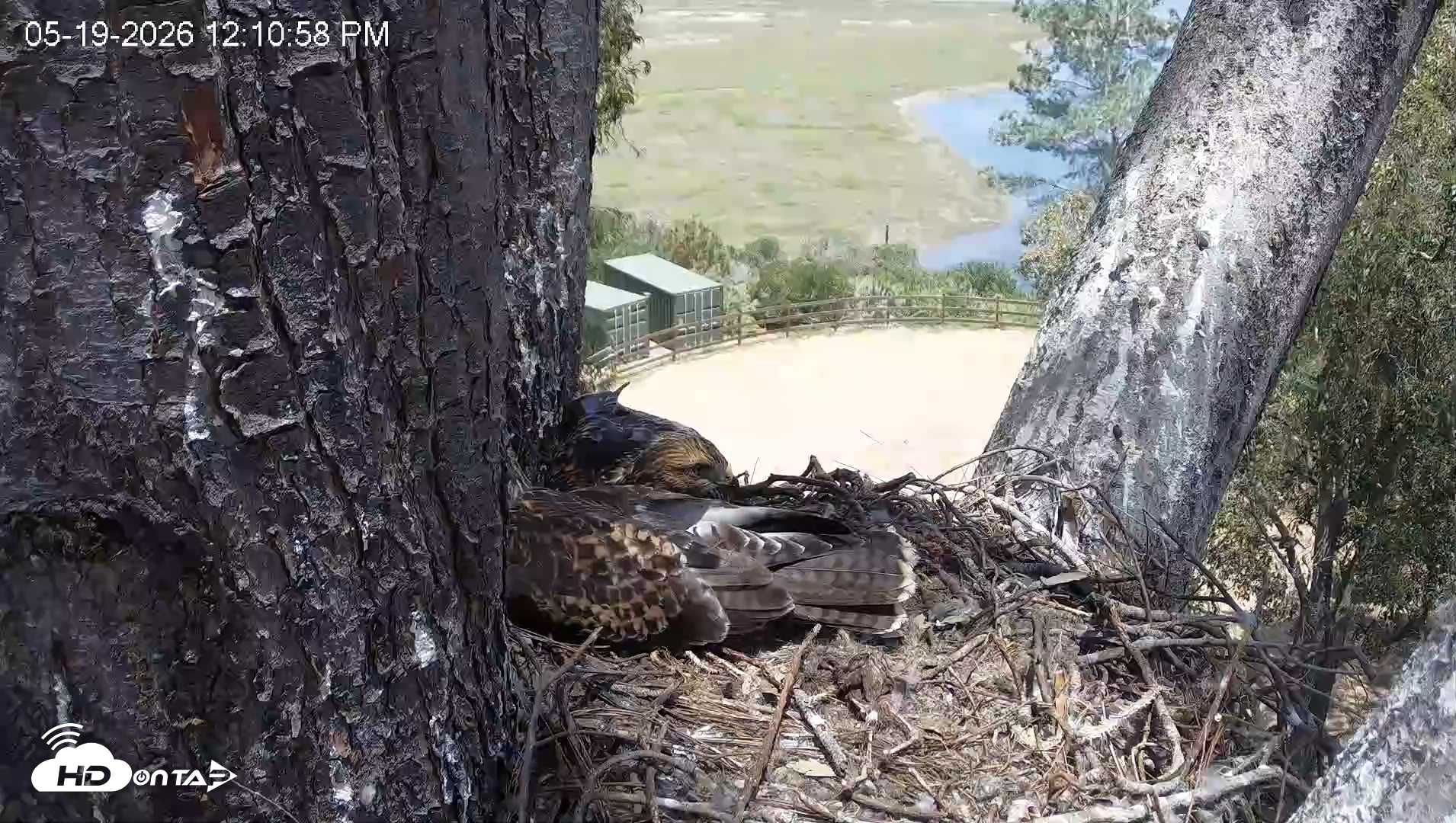 Snapshot of Red-Tailed Hawk Live Webcam taken May 19, 2026, 1:14pm PDT