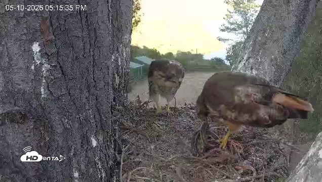 Snapshot of Red-Tailed Hawk Live Webcam taken May 10, 2026, 6:16pm PDT