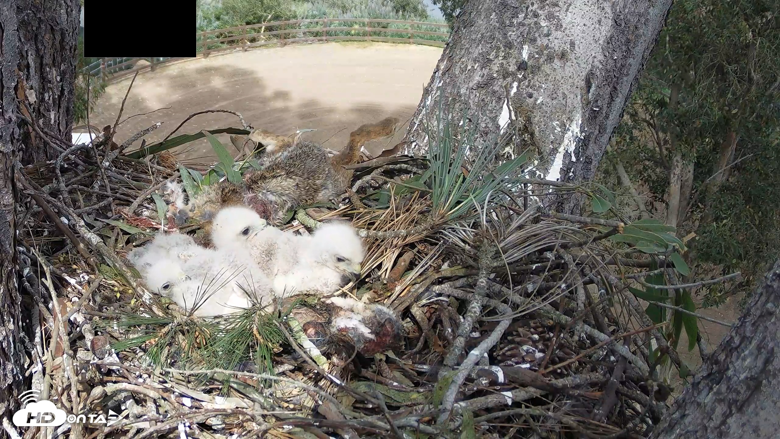 Snapshot of Red-Tailed Hawk Live Webcam taken Apr 2, 2026, 3:35pm PDT