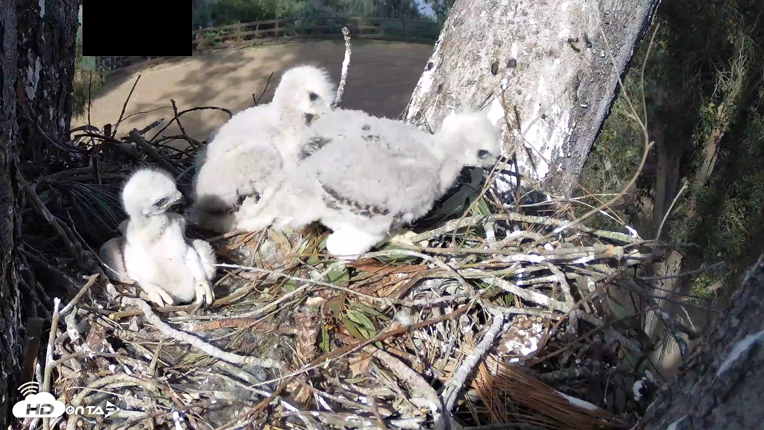 Snapshot of Red-Tailed Hawk Live Webcam taken Apr 9, 2026, 4:44pm PDT