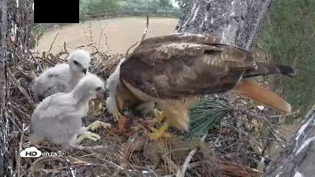 Snapshot of Red-Tailed Hawk Live Webcam taken Apr 12, 2026, 3:25pm PDT