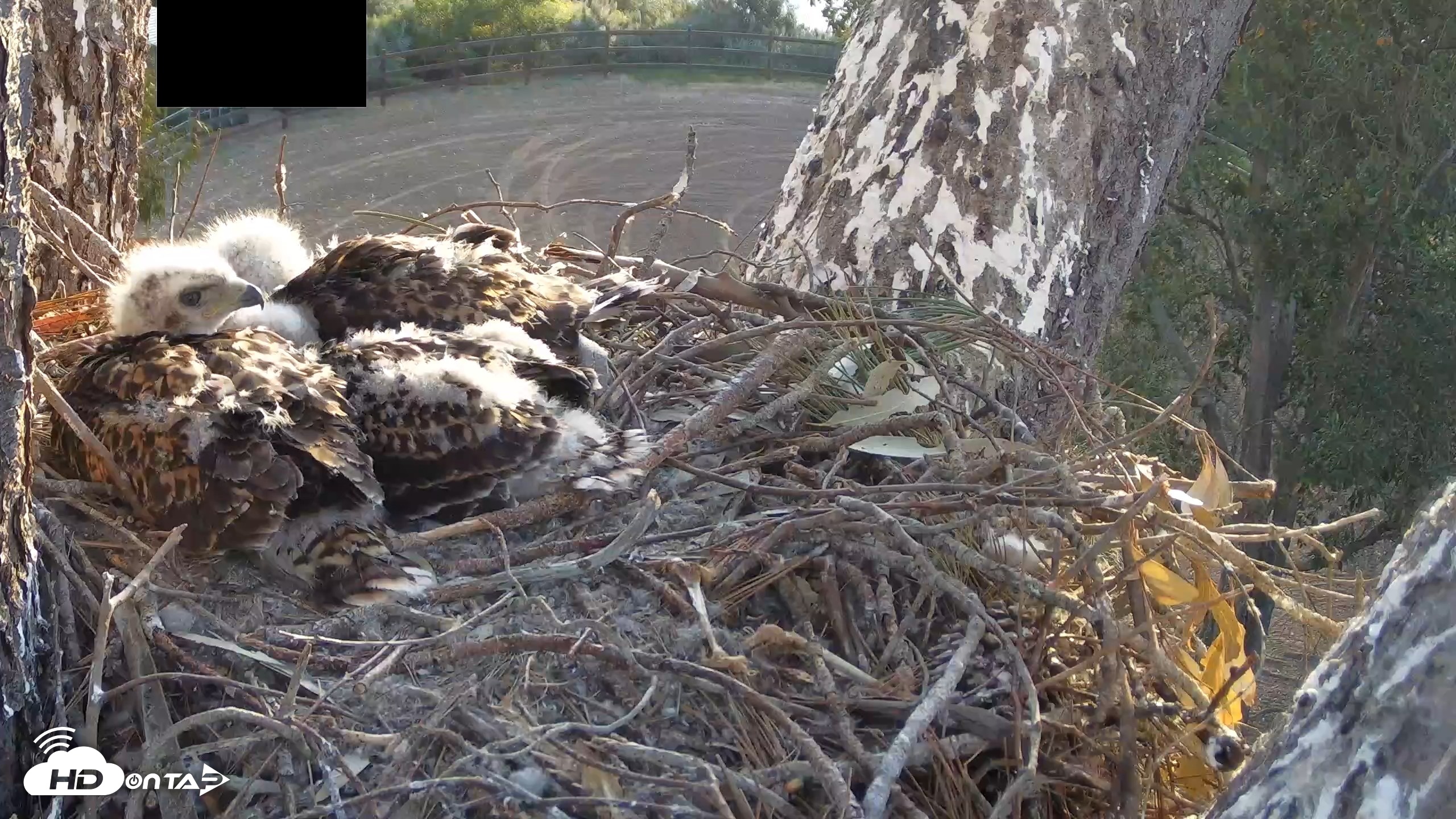 Snapshot of Red-Tailed Hawk Live Webcam taken Apr 22, 2026, 6:48am PDT