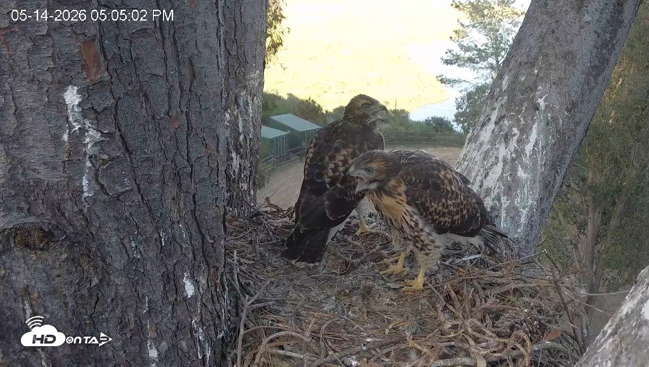 Snapshot of Red-Tailed Hawk Live Webcam taken May 14, 2026, 6:08pm PDT