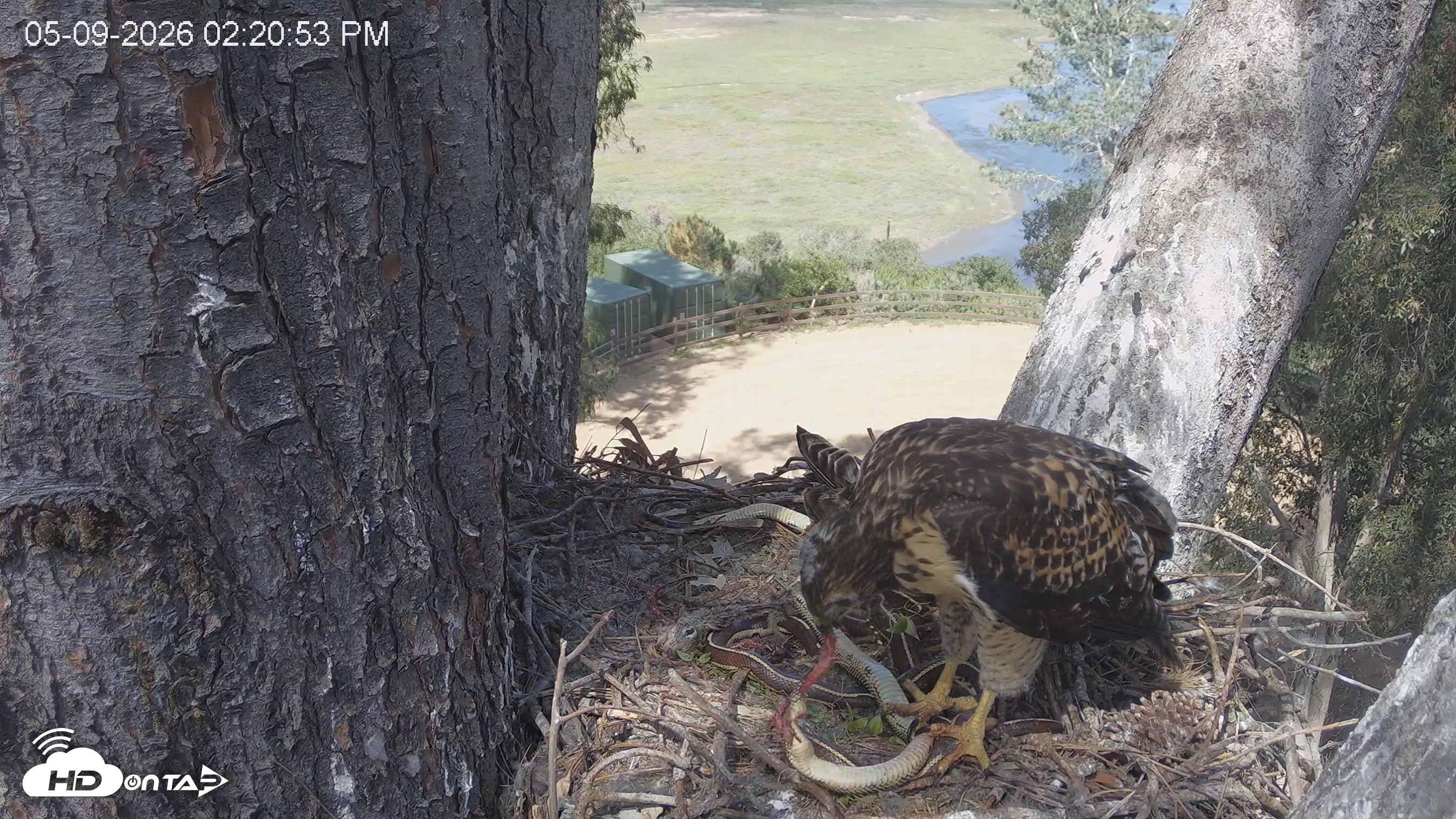 Snapshot of Red-Tailed Hawk Live Webcam taken May 9, 2026, 3:21pm PDT