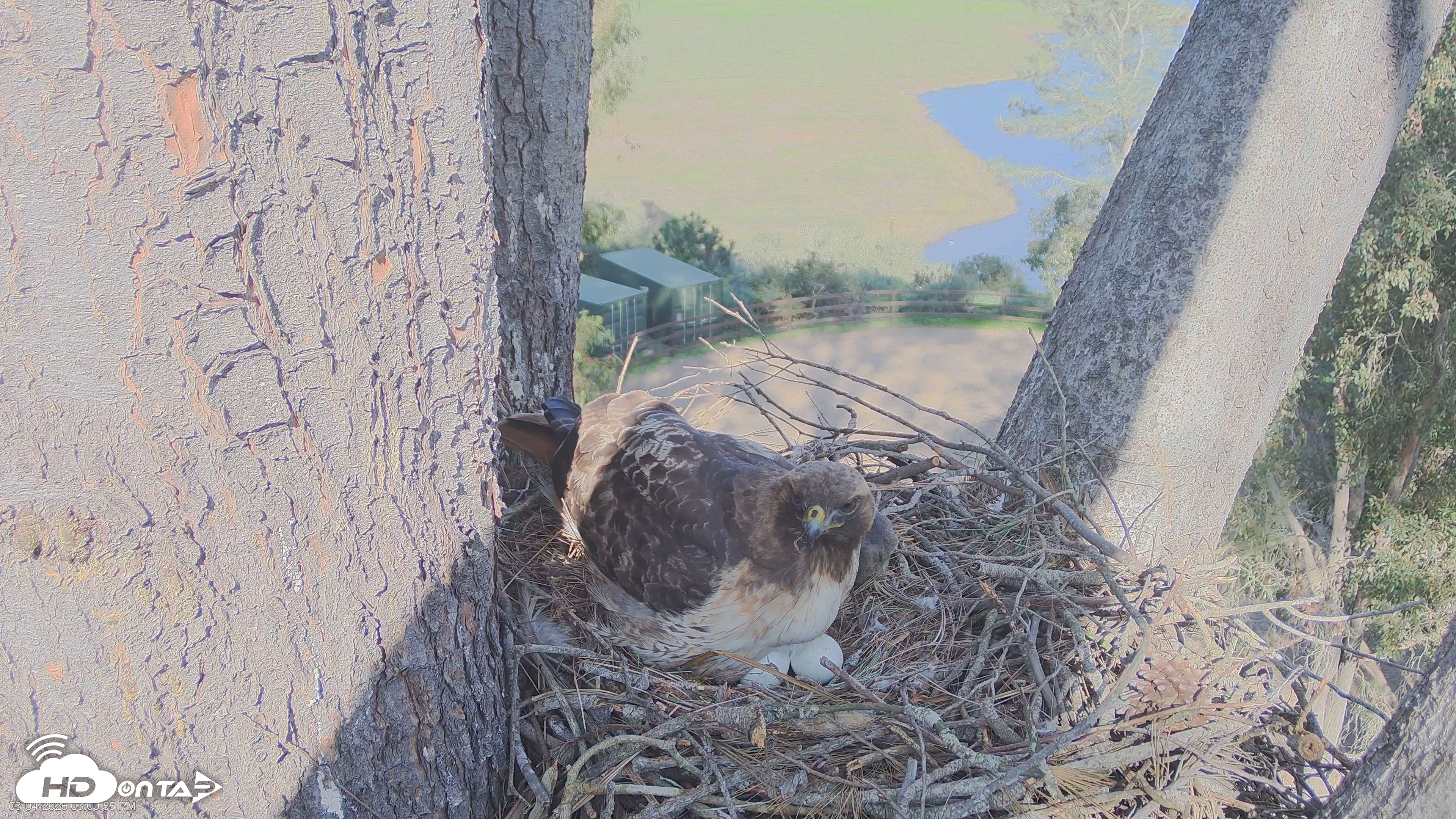 Snapshot of Red-Tailed Hawk Live Webcam taken Mar 4, 2026, 3:03pm PST