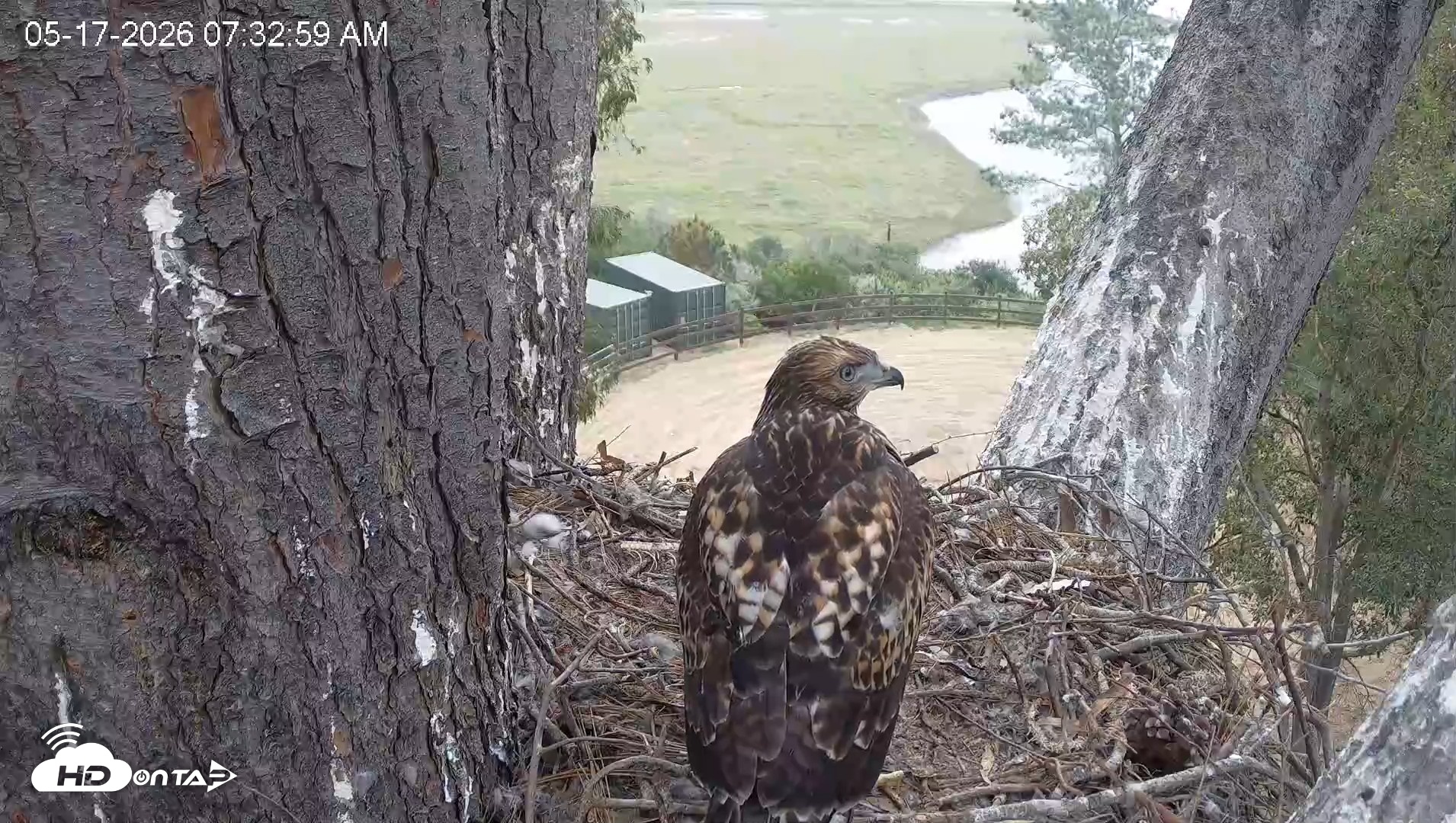 Snapshot of Red-Tailed Hawk Live Webcam taken May 17, 2026, 8:33am PDT