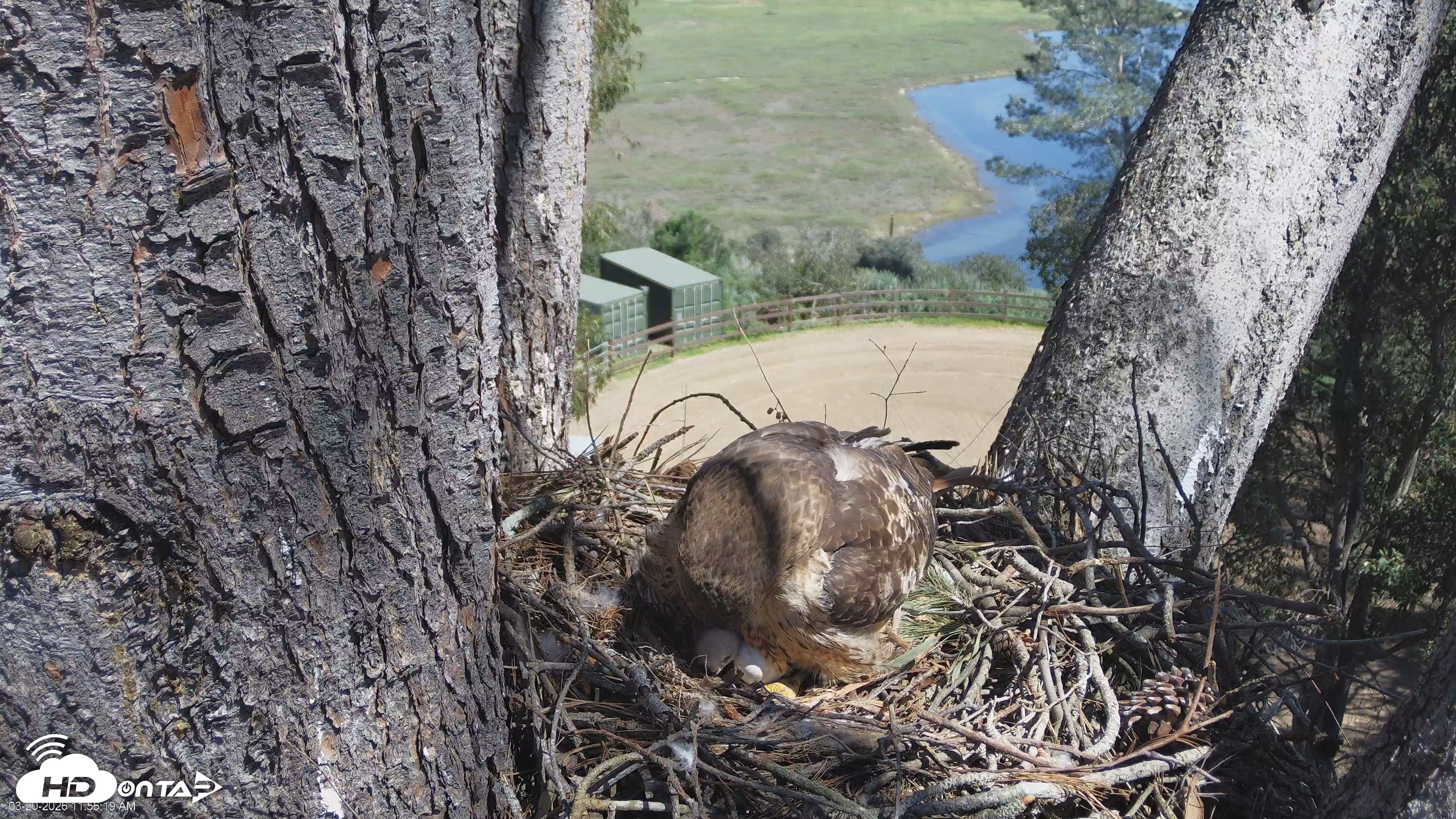 Snapshot of Red-Tailed Hawk Live Webcam taken Mar 20, 2026, 12:57pm PDT
