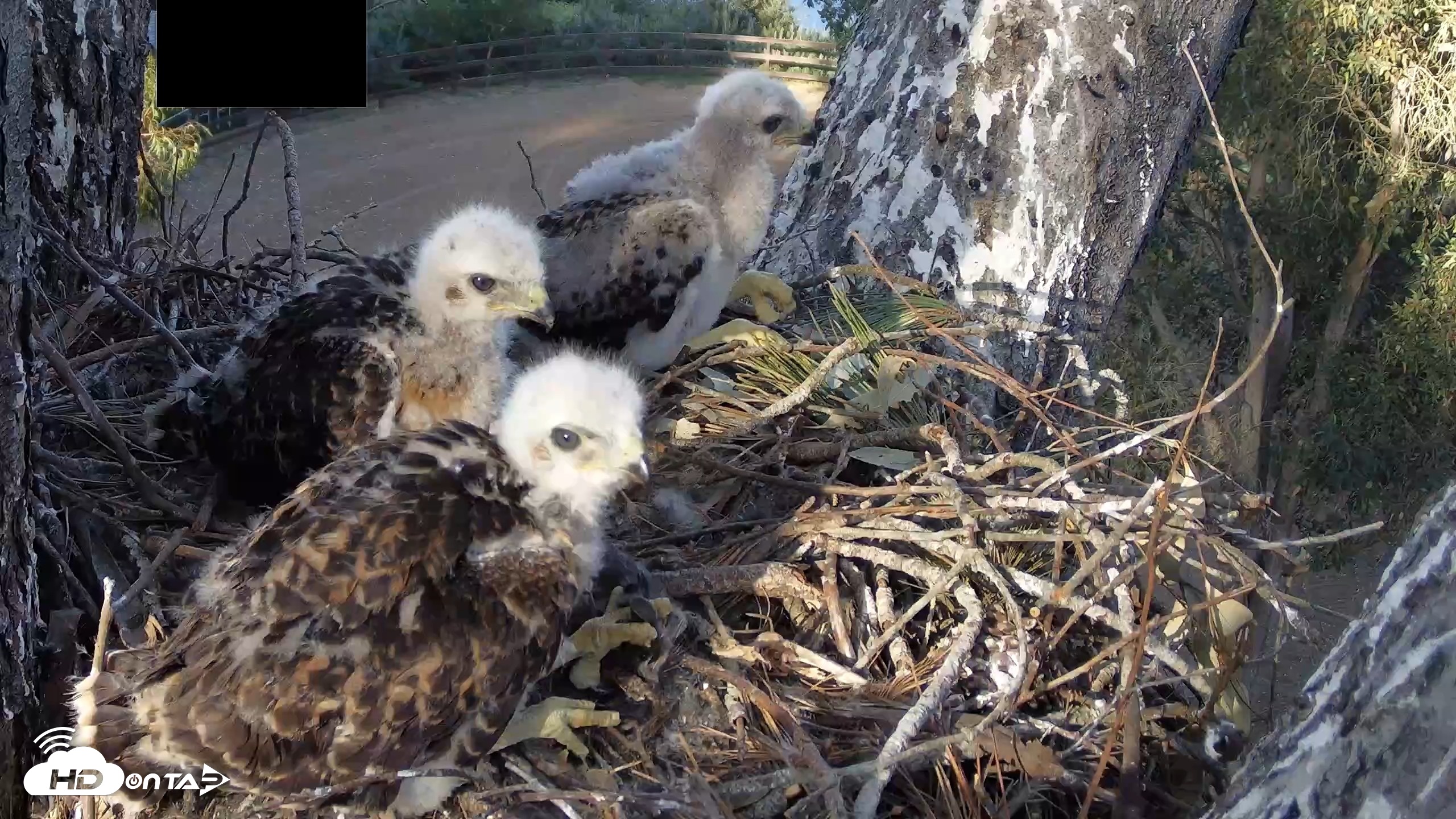Snapshot of Red-Tailed Hawk Live Webcam taken Apr 19, 2026, 5:37pm PDT