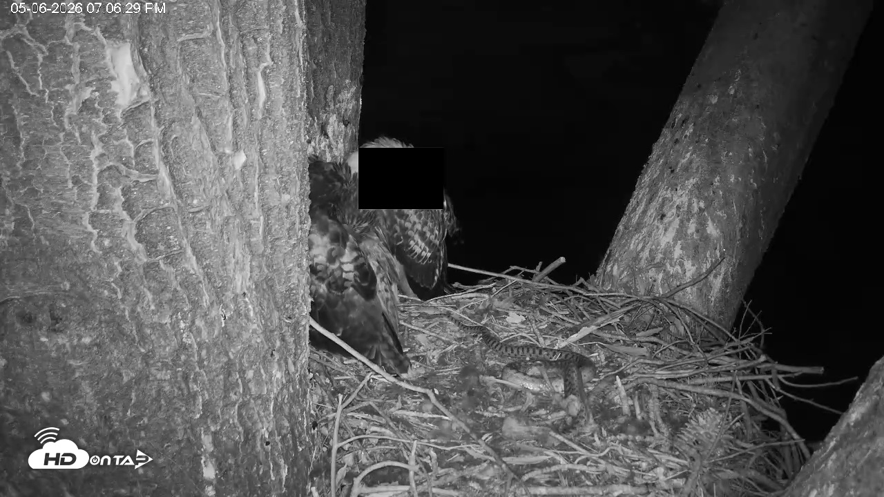 Snapshot of Red-Tailed Hawk Live Webcam taken May 6, 2026, 8:07pm PDT