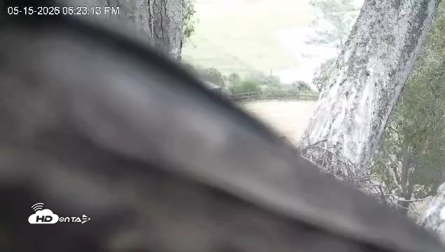 Snapshot of Red-Tailed Hawk Live Webcam taken May 15, 2026, 7:27pm PDT