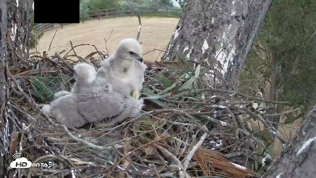Snapshot of Red-Tailed Hawk Live Webcam taken Apr 9, 2026, 6:58pm PDT