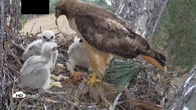 Snapshot of Red-Tailed Hawk Live Webcam taken Apr 12, 2026, 3:24pm PDT