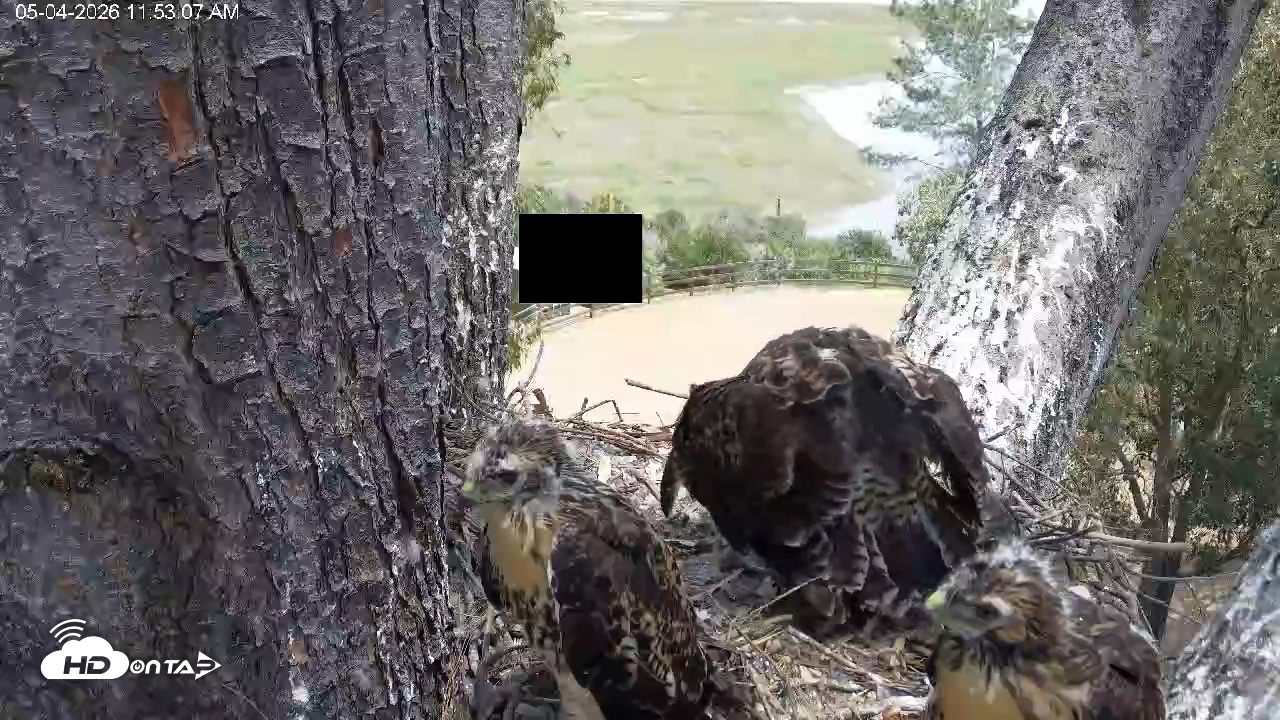 Snapshot of Red-Tailed Hawk Live Webcam taken May 4, 2026, 12:56pm PDT
