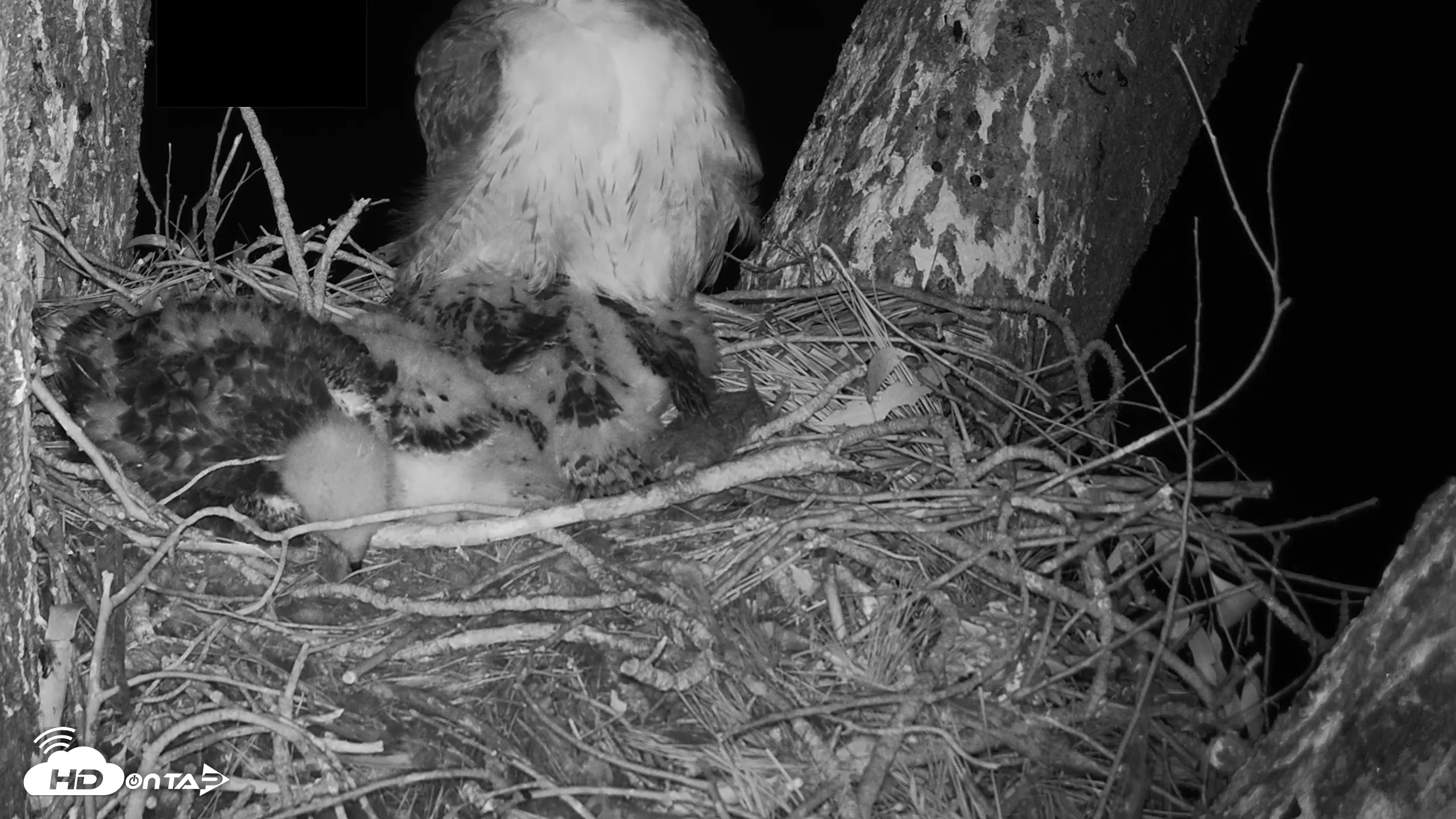 Snapshot of Red-Tailed Hawk Live Webcam taken Apr 18, 2026, 5:04am PDT