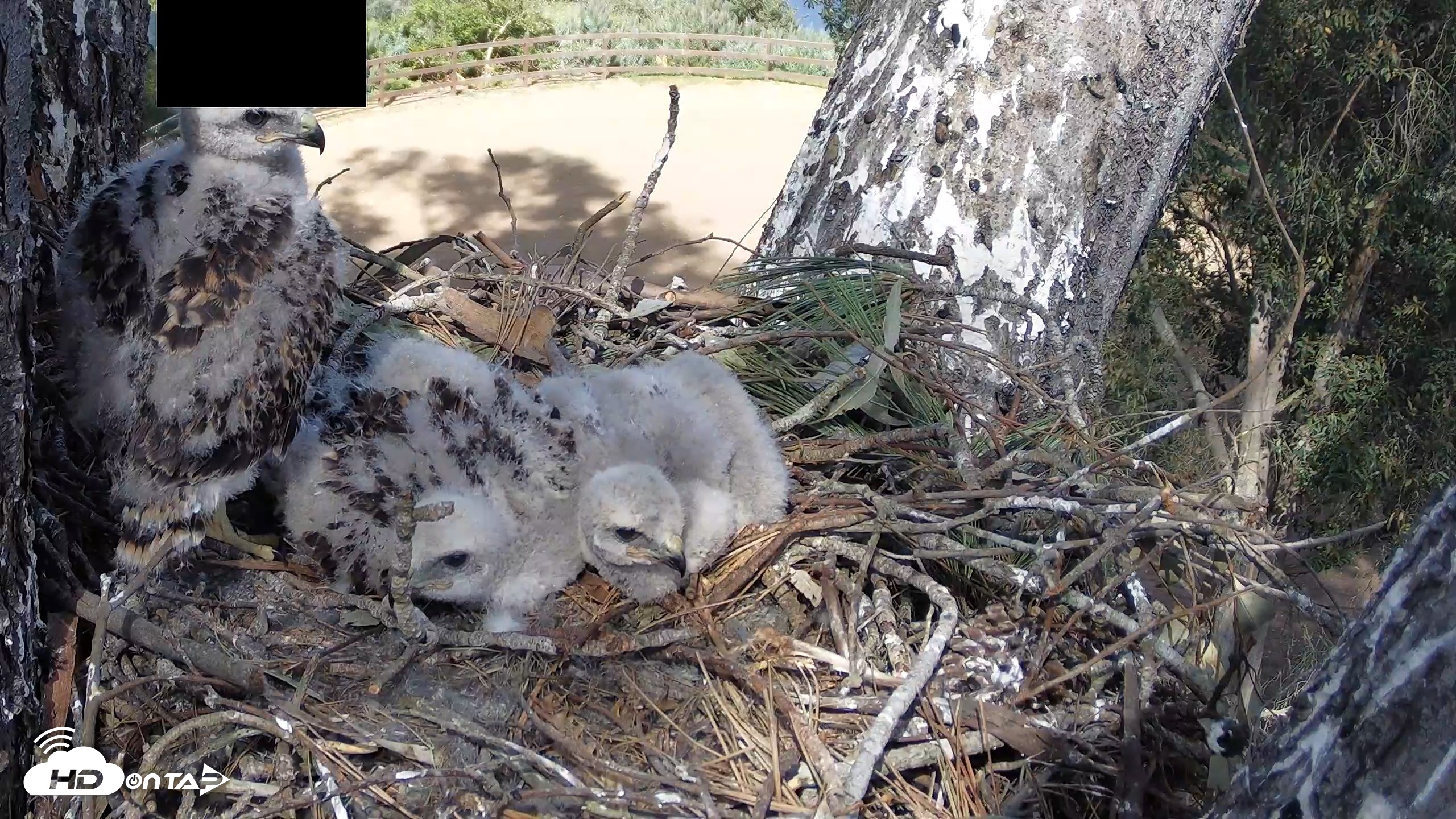 Snapshot of Red-Tailed Hawk Live Webcam taken Apr 15, 2026, 3:38pm PDT