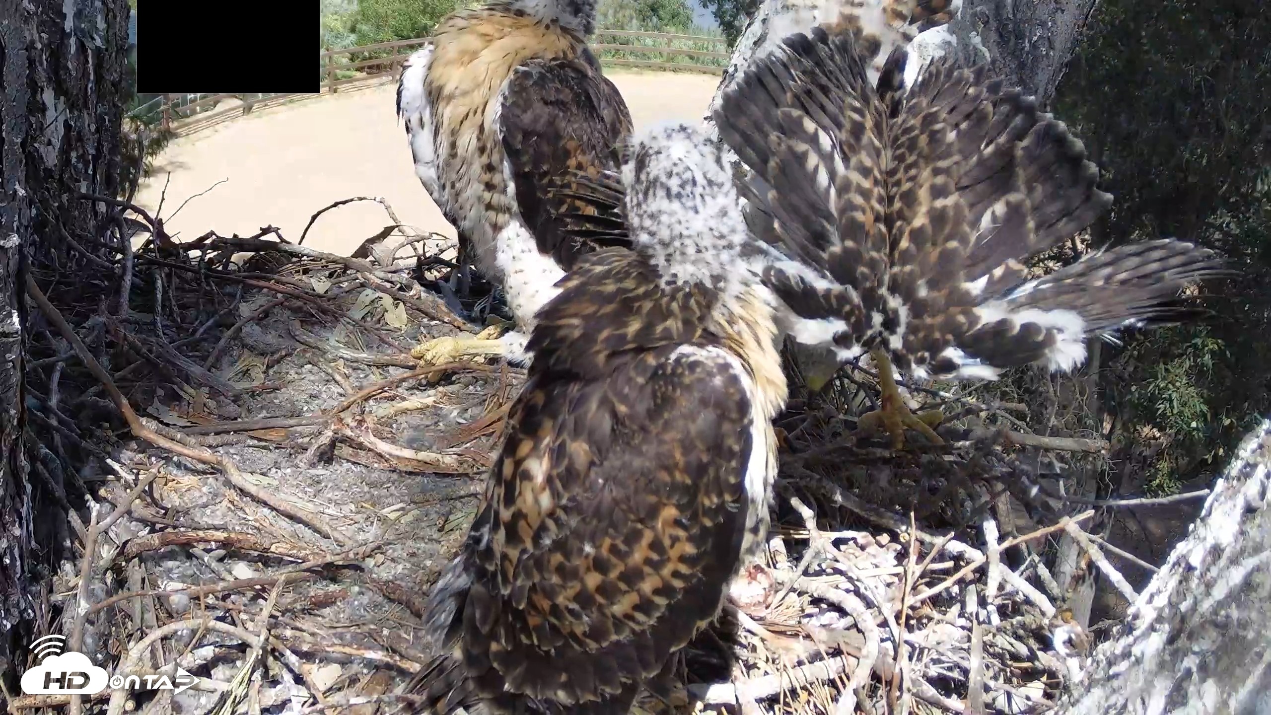 Snapshot of Red-Tailed Hawk Live Webcam taken Apr 26, 2026, 2:46pm PDT